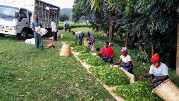Fairtrade tea producers - Providing Covid-19 relief - Spotlight