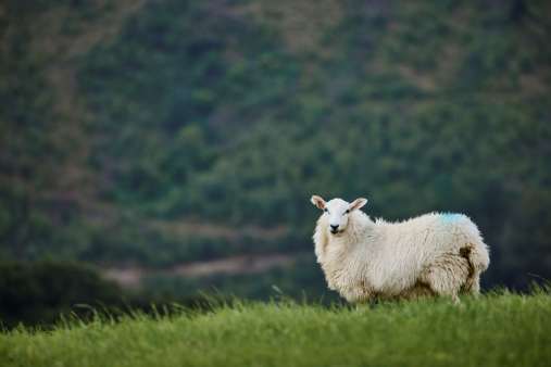 Lamb farmer