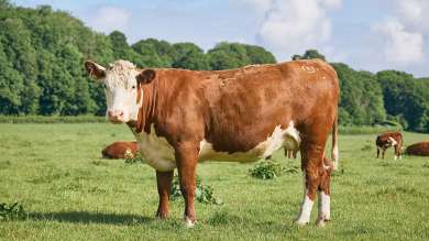 Beef Cattle Livestock