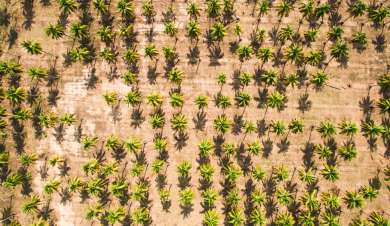 Campaigning for reforestation