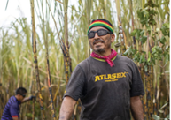 Fairtrade sugar - case study for sugar cane harvesters