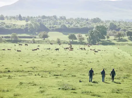 Supporting_British_farmers_-_Hereford_beef_outdoor_farm