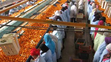 Ethical trading: hero image: citrus factory