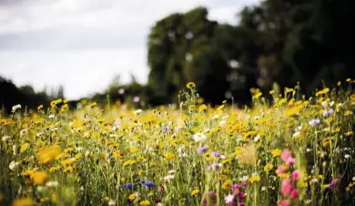 Funeralcare flower image