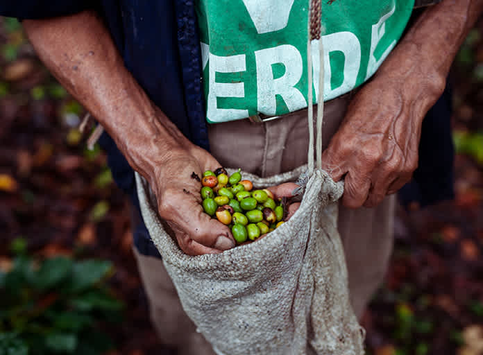 Coffee farmer collecting raw coffee beans