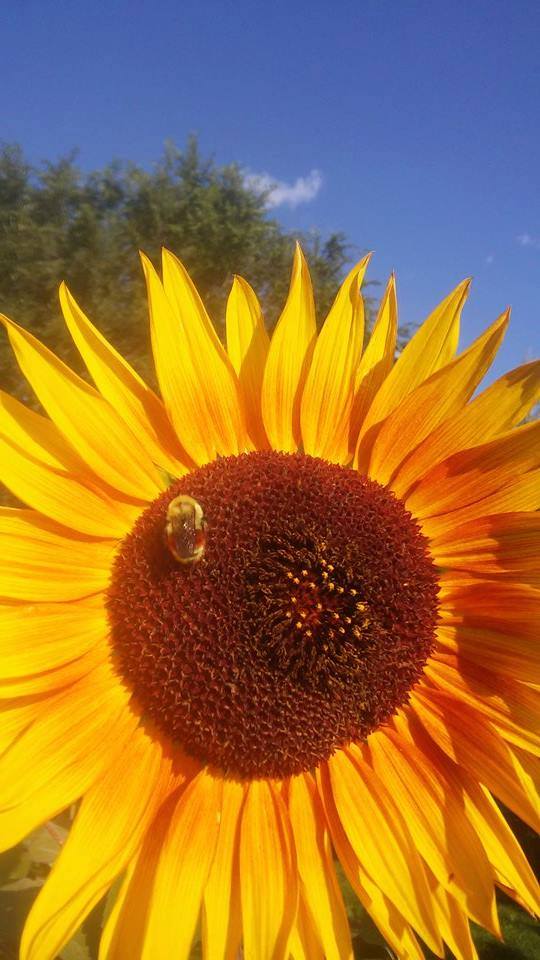 Backyard-Sunflowers Robin-Della-Maggiore