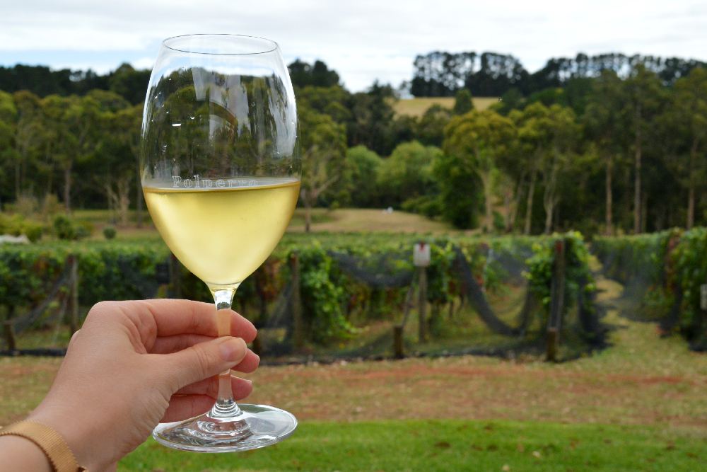 A glass of Polperro's Fumé Blanc (which had a hint of jalapeño!) © Emma Sparks