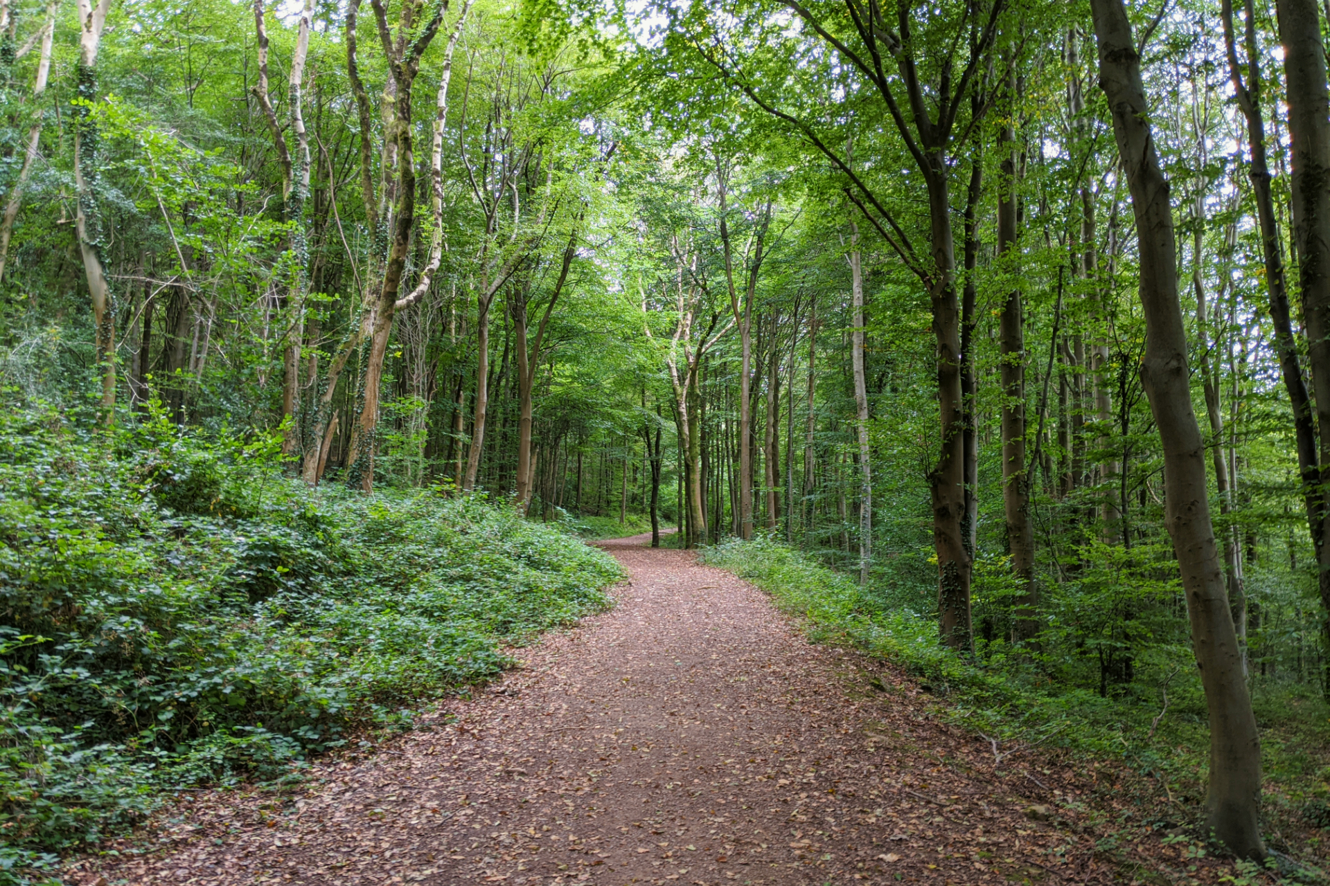 The first section of the Taff Trail is a forest bather's dream. Ⓒ Emma Sparks
