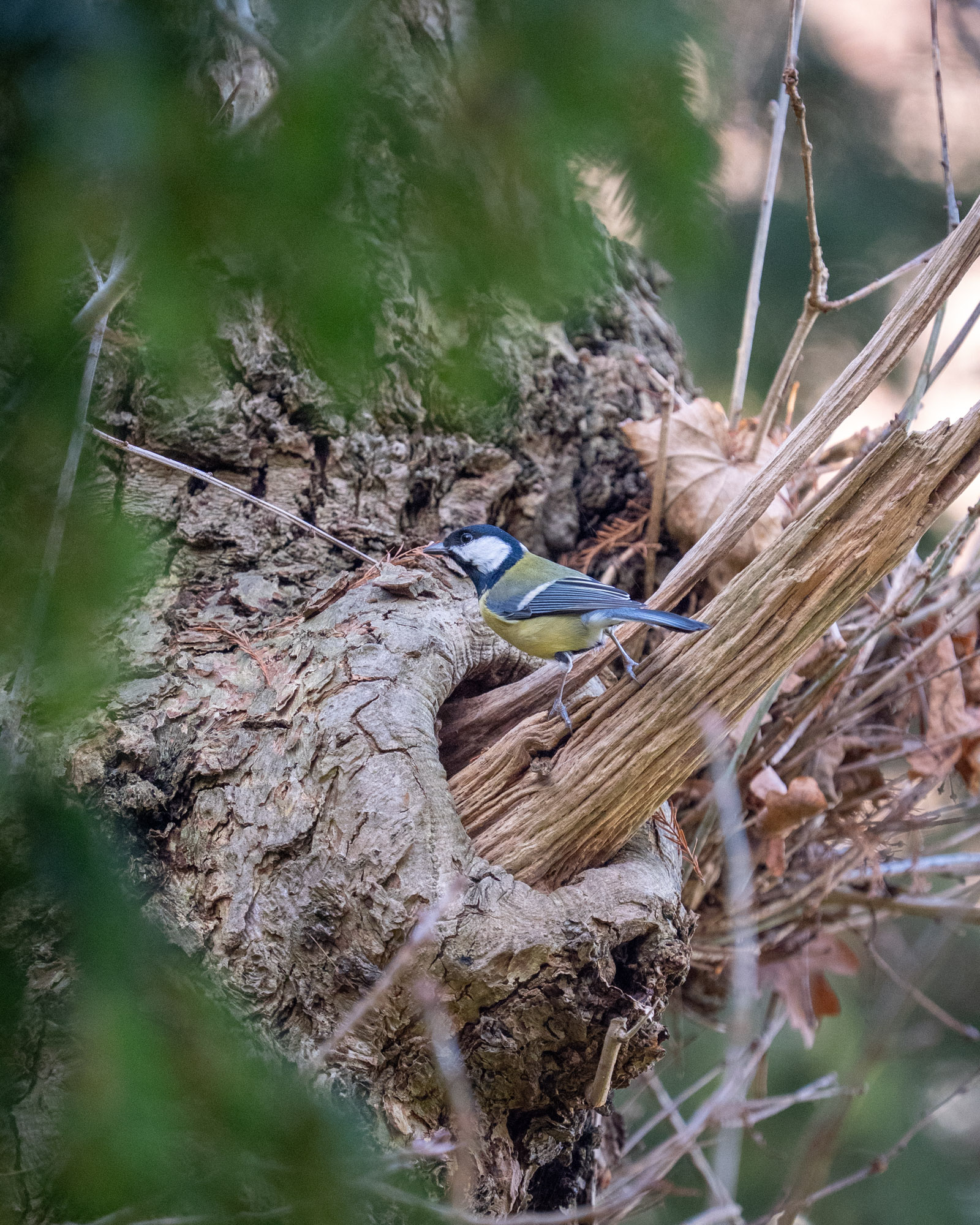 Natuurfoto van een koolmees in een bosrijke omgeving, vastgelegd tussen ruwe boomstructuren met zachte scherpte en natuurlijke kleuren.