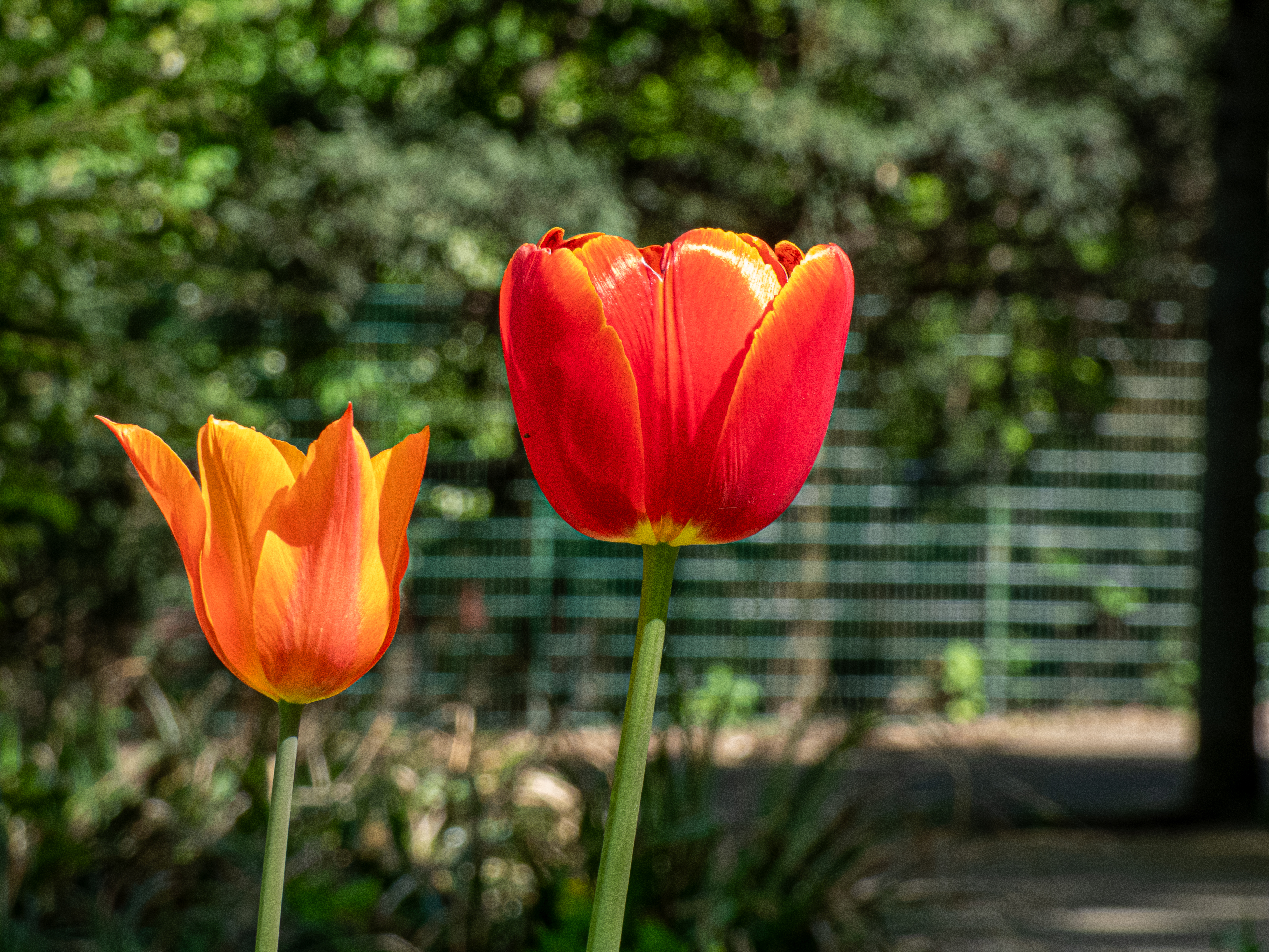 Dos tulipanes fotografiados en primer plano con el fondo desenfocado.