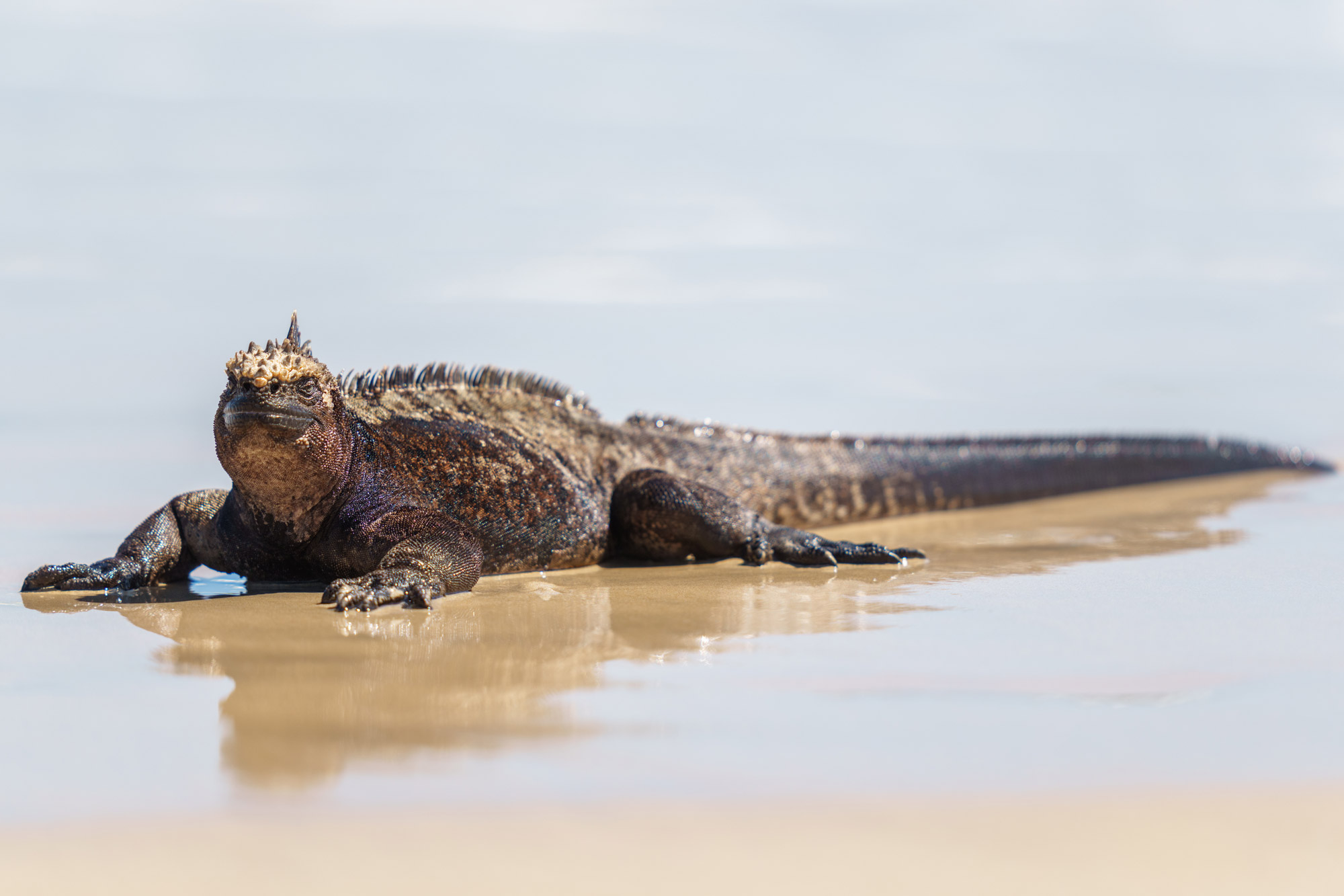 An Iguana on a beach, The Galápagos Islands, shot by Mark Rowe on the Sony Alpha A1.