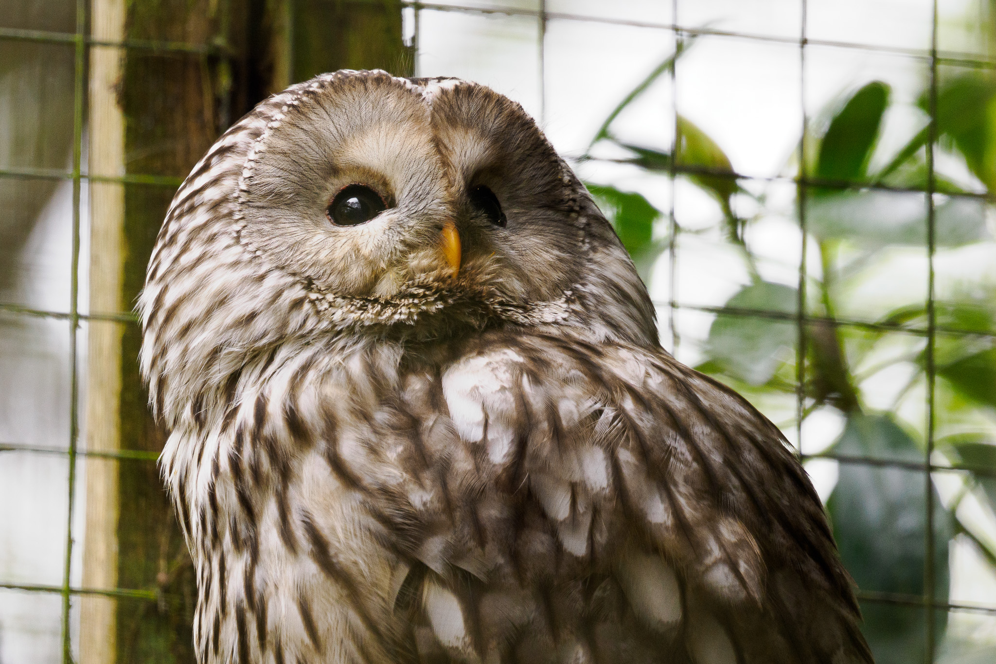 A barn owl in an enclosure in New Forest Wildlife Park, photo by Connor Redmond with the OM System OM-1.