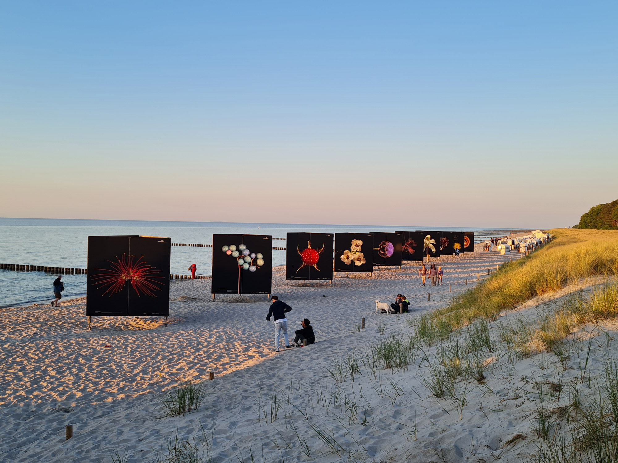 Ausstellung “Flora Obscura” am Strand in Zingst

