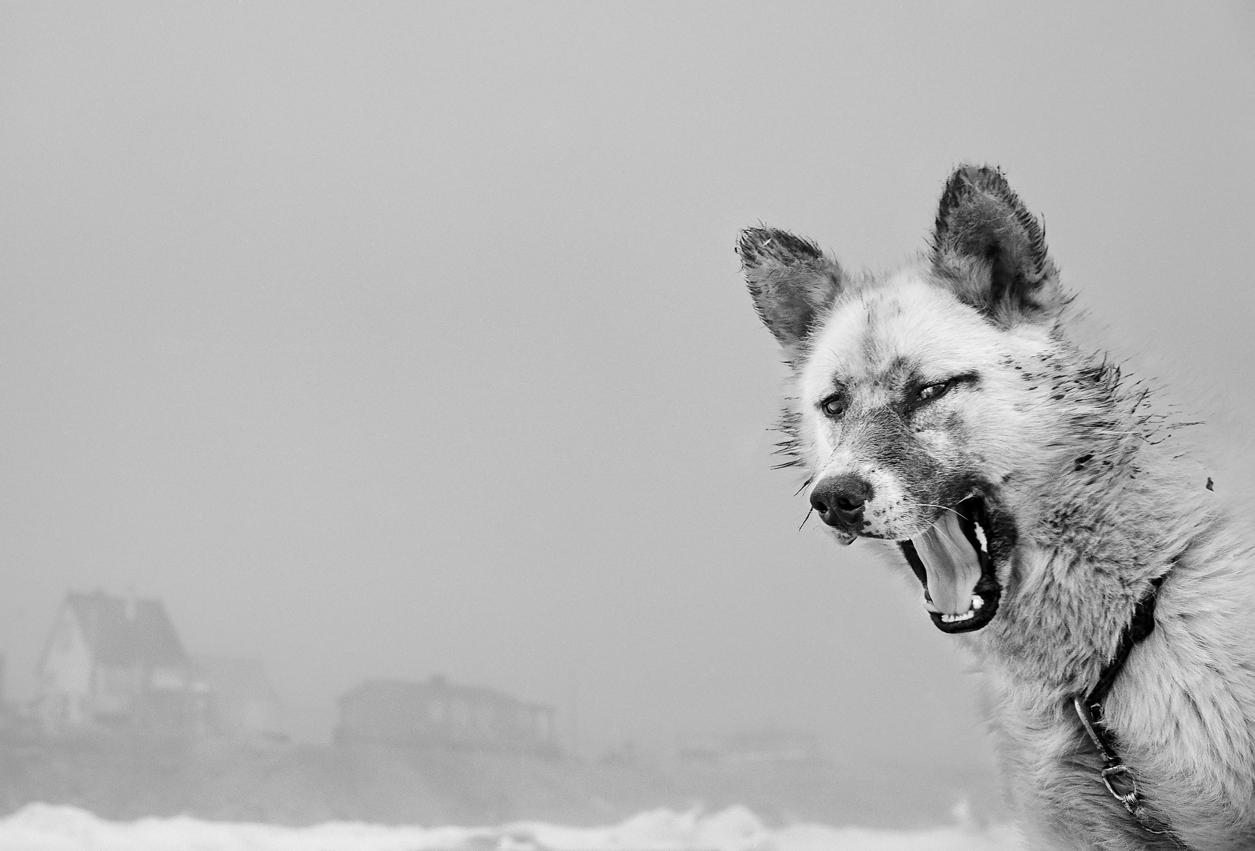 Black and white photo of a sled dog in the foreground on the right with its mouth wide open, in the background houses in the fog, photo taken by Ragnar Axelsson