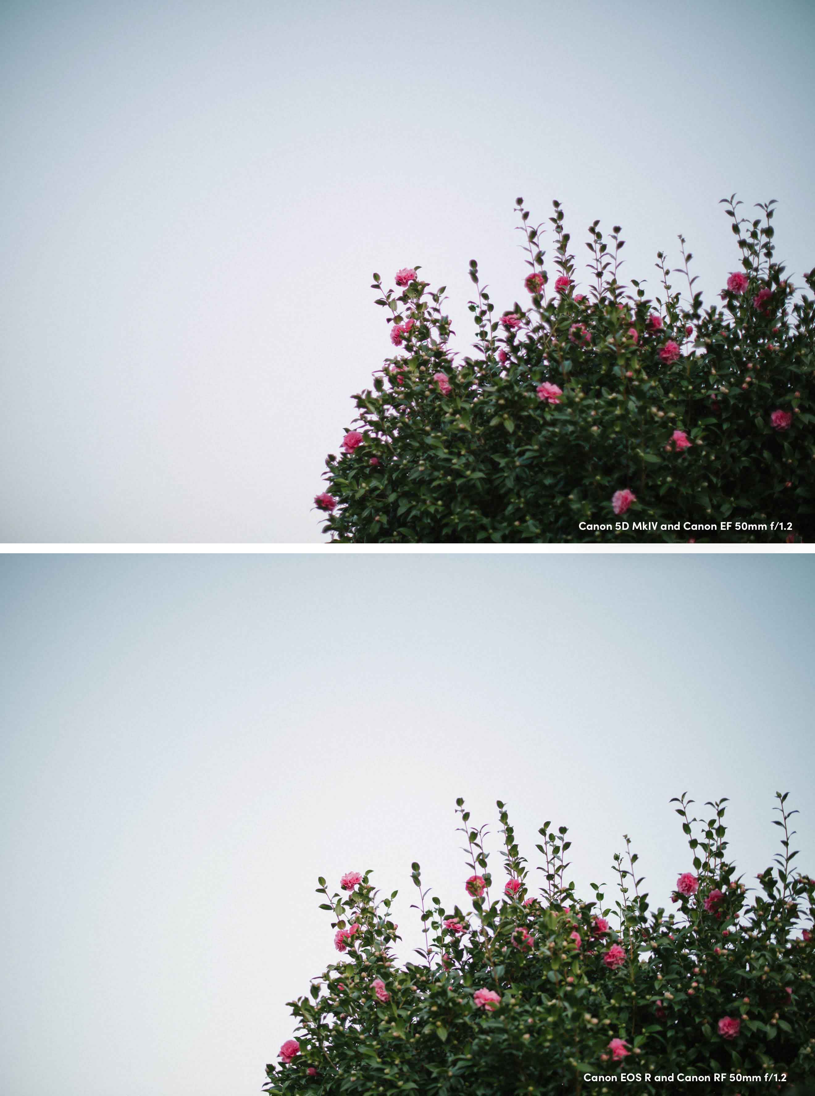 Comparison shots of flowers. 