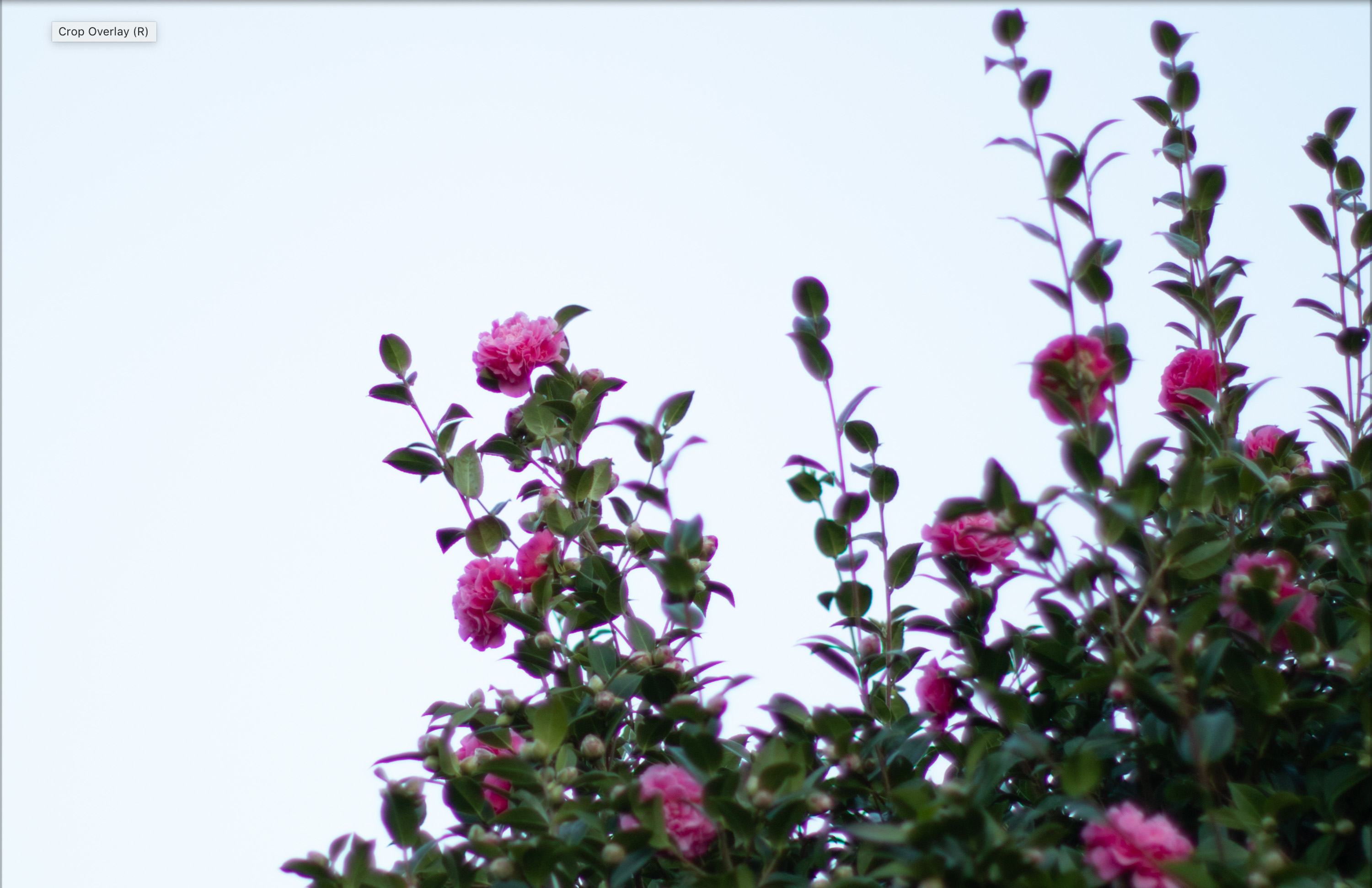 Canon EOS 5D Mk IV with Canon EF 50mm f/1.2
