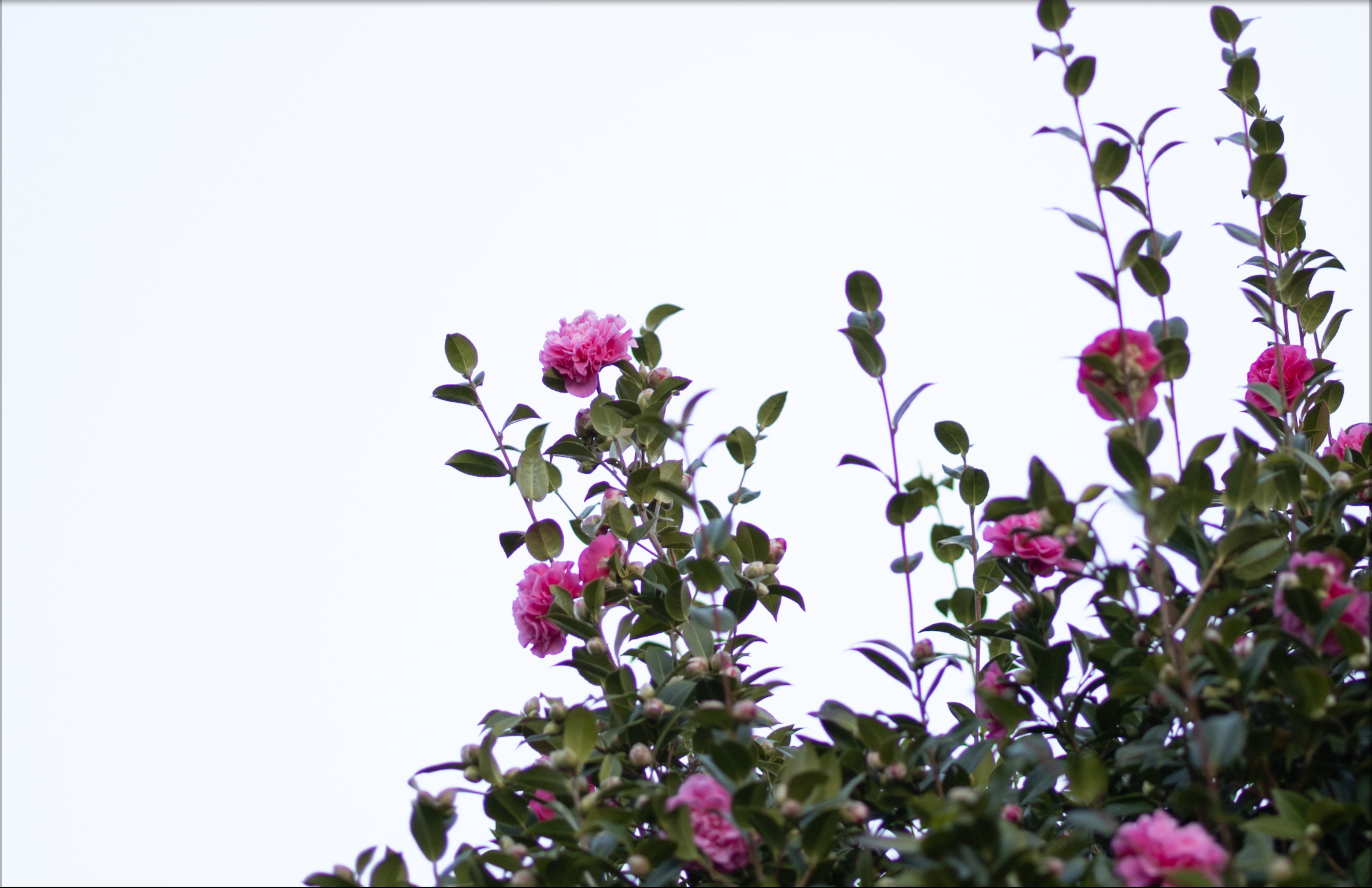 Canon EOS R with Canon RF 50mm f/1.2
