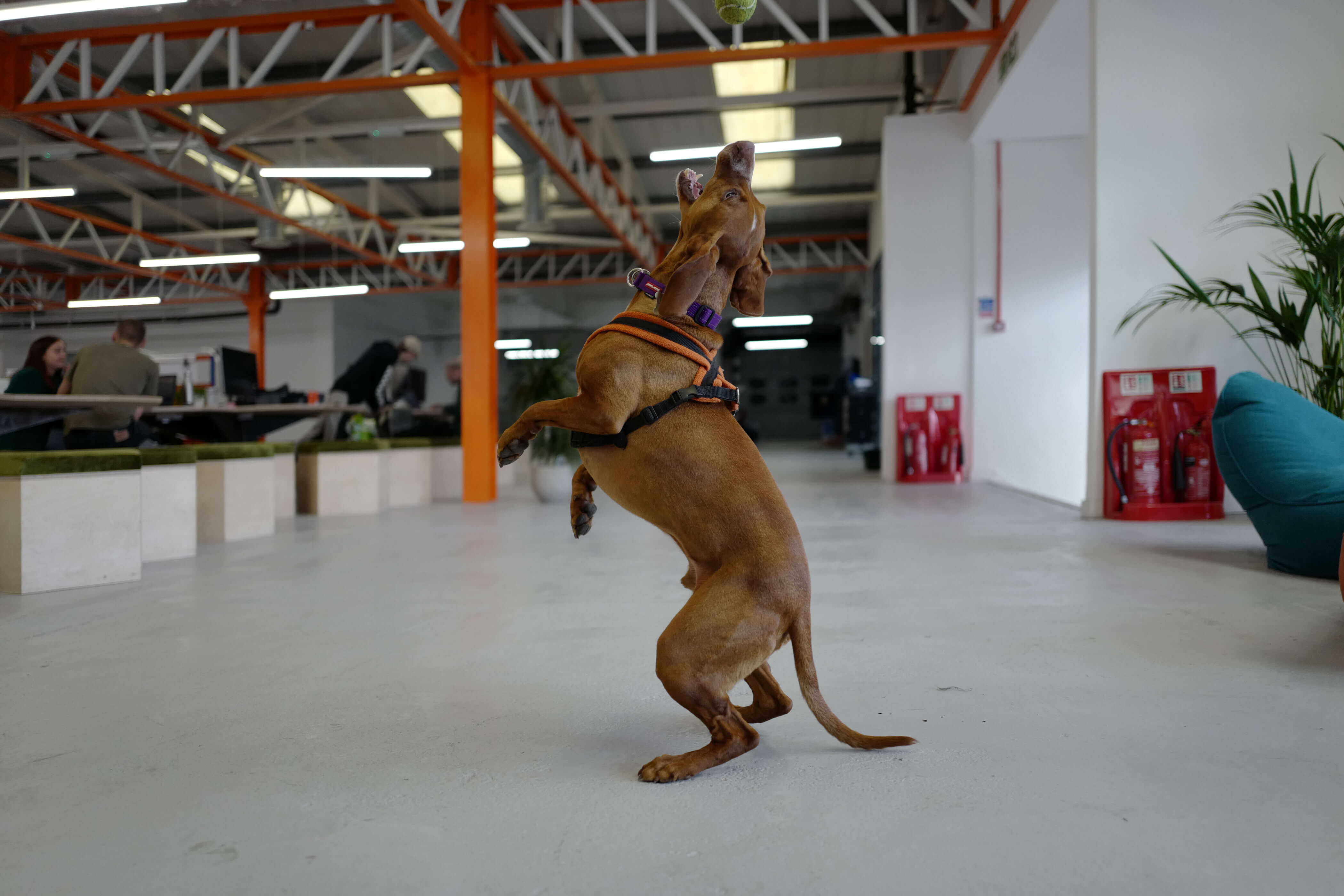 Ozzy the dog about to jump to catch a ball. Photo taken with Leica Q.