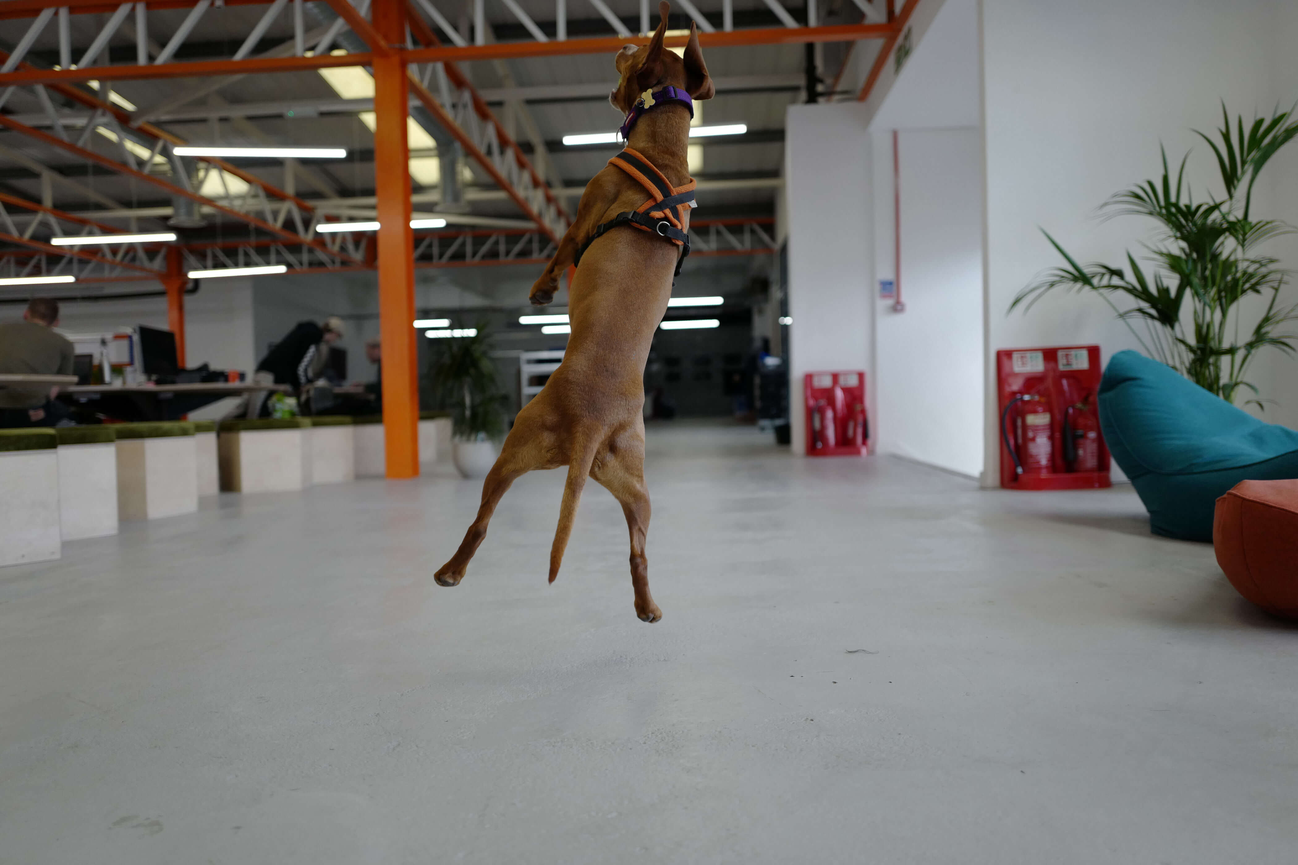 Ozzy the dog jumping in mid air to catch a ball. Photo taken with Leica Q.