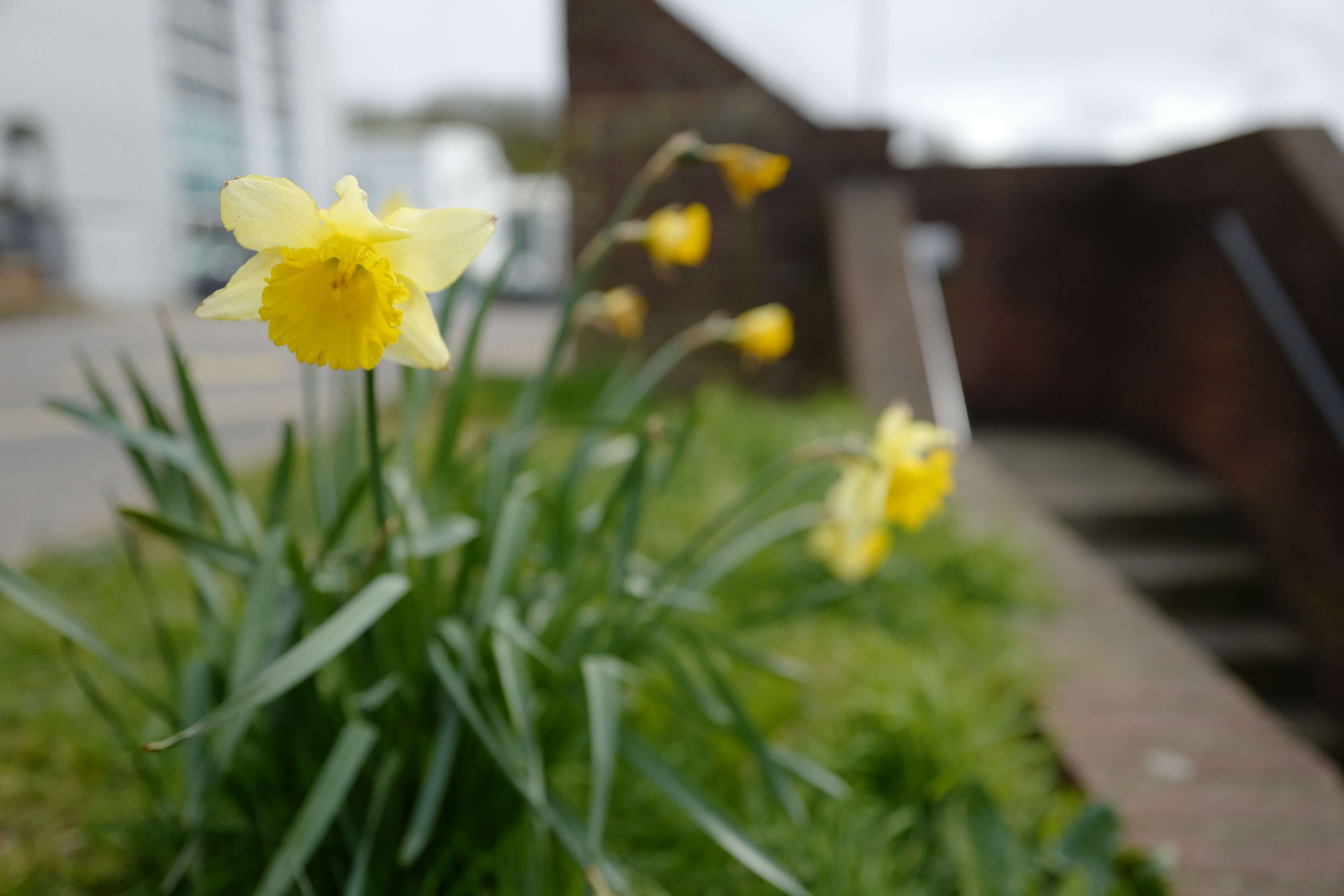 Photo of daffodils taken with Leica Q