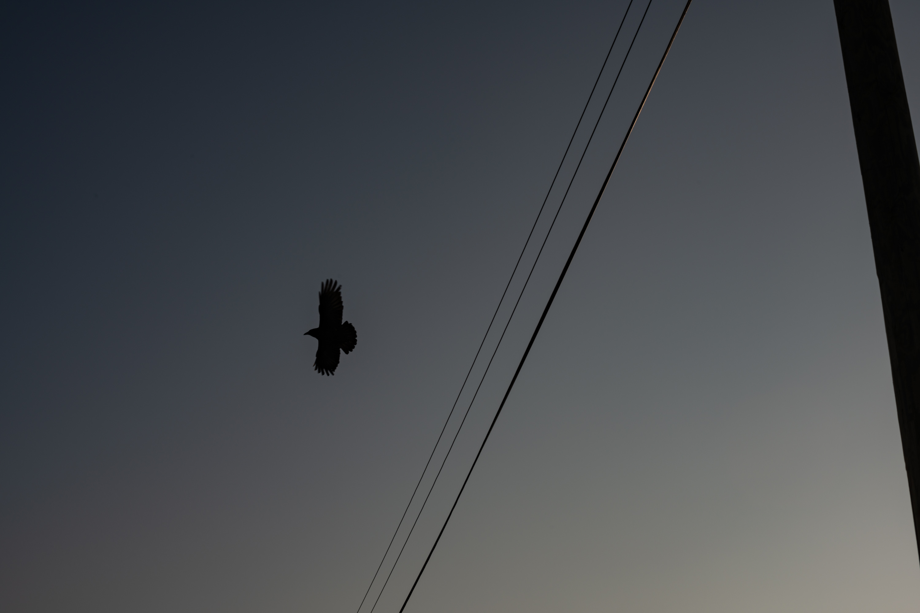 Nikon 50mm f/1.2 AiS @ f/4
