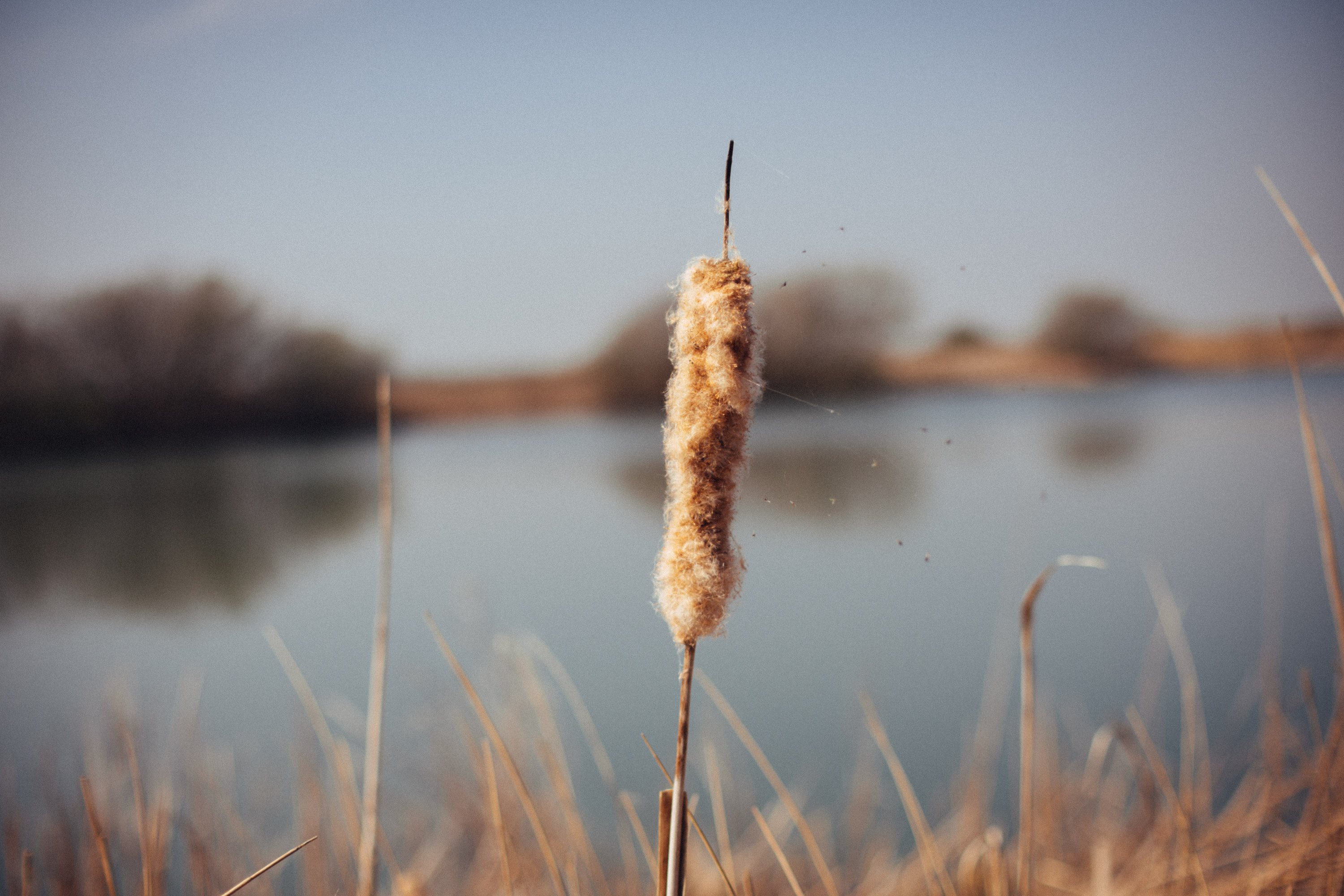 Nikon 50mm f/1.2 AiS @ f/1.2