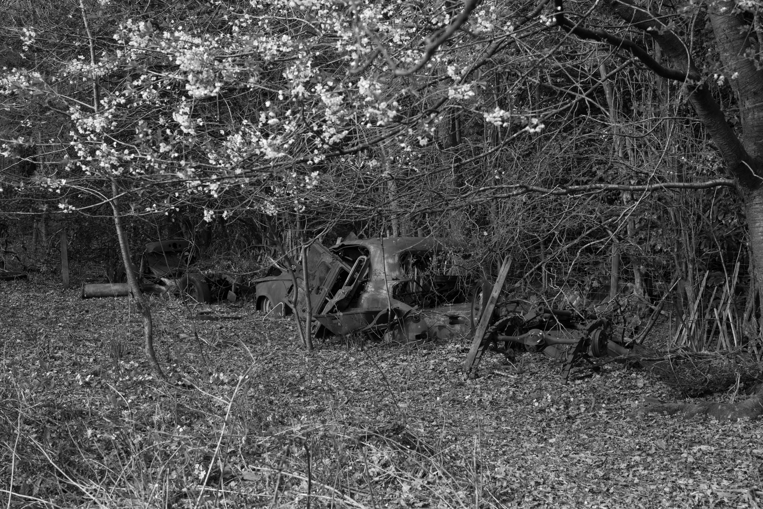 Blossom, shot with Leica M Monochrom, ISO 400