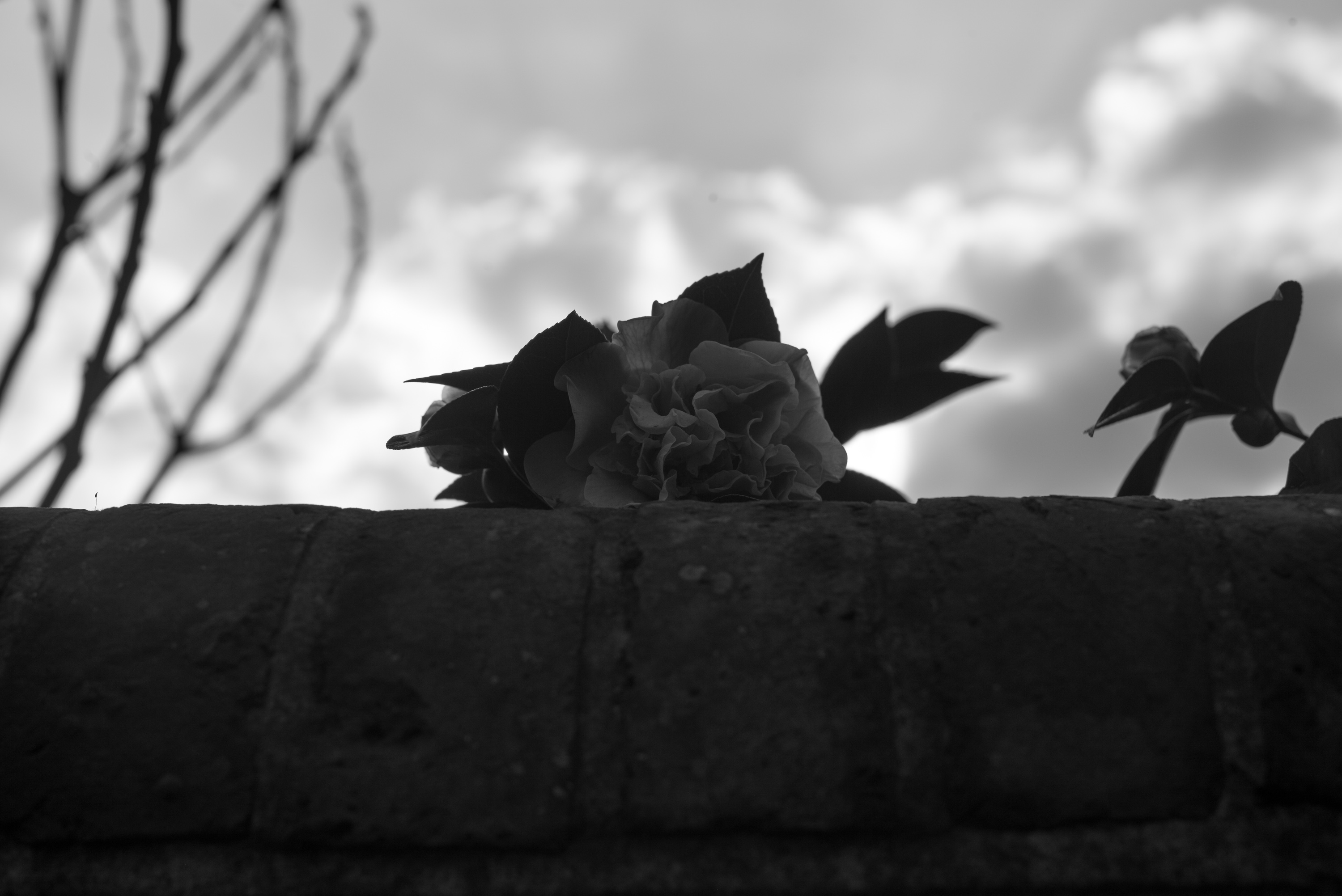 Flower on wall, shot with Leica M Monochrom, ISO 320