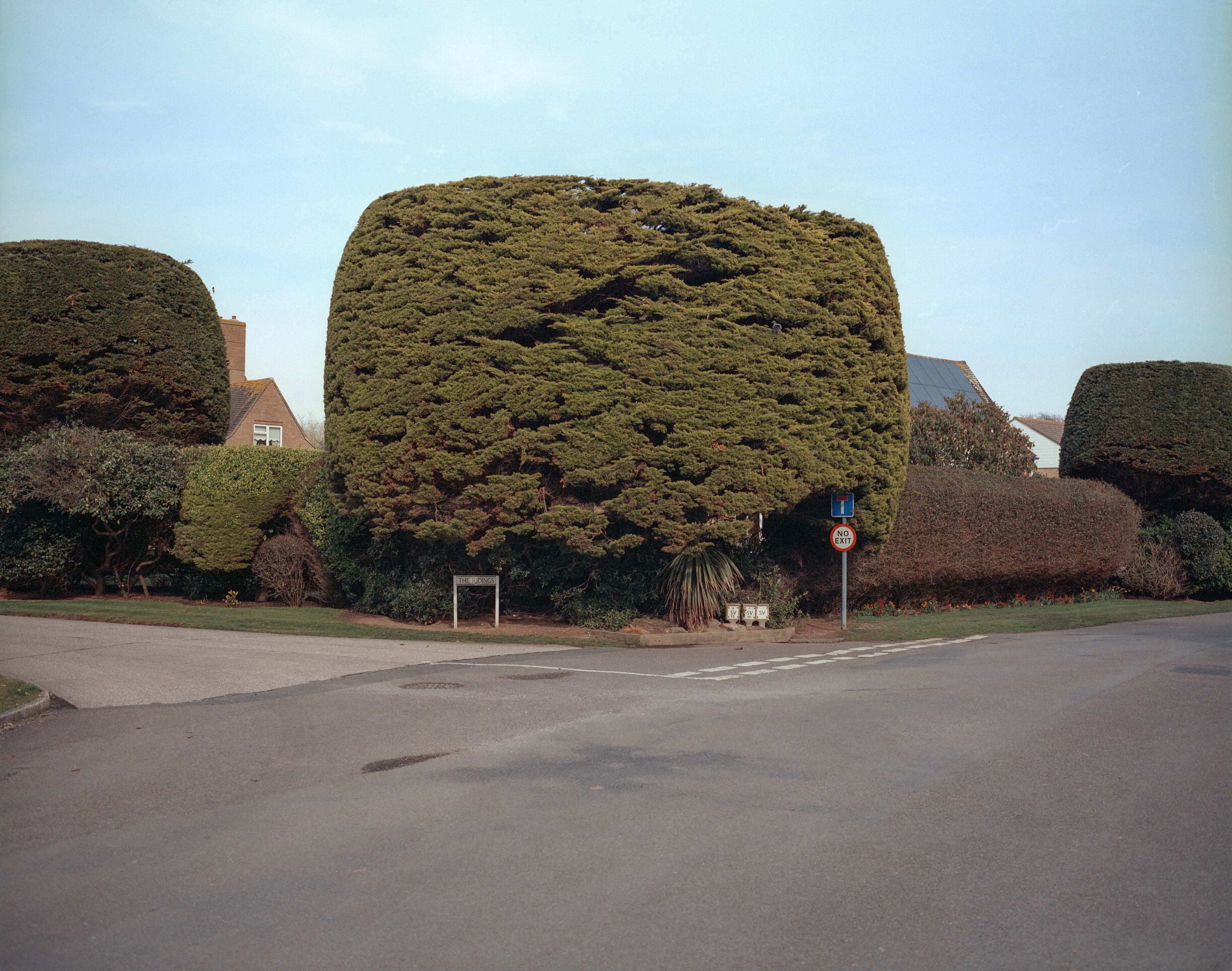 A very large hedge