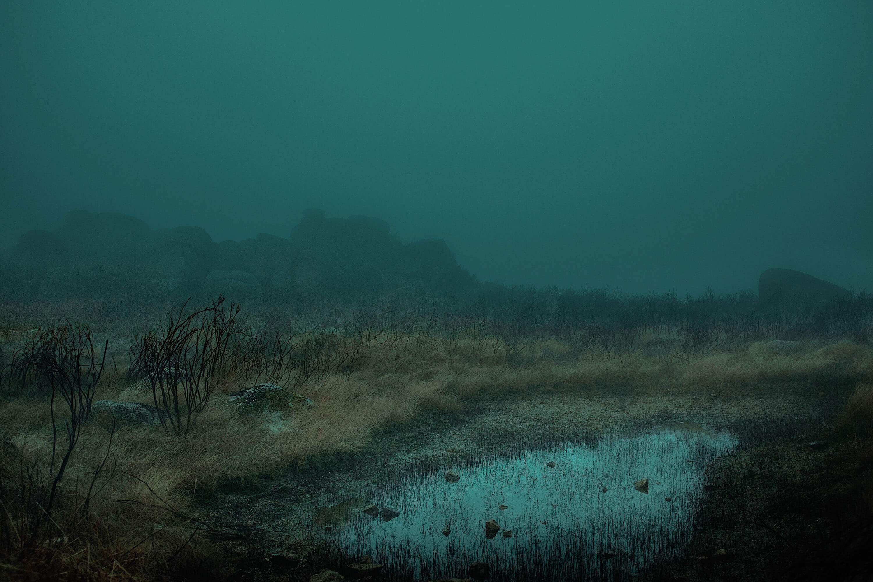a foggy winter scene