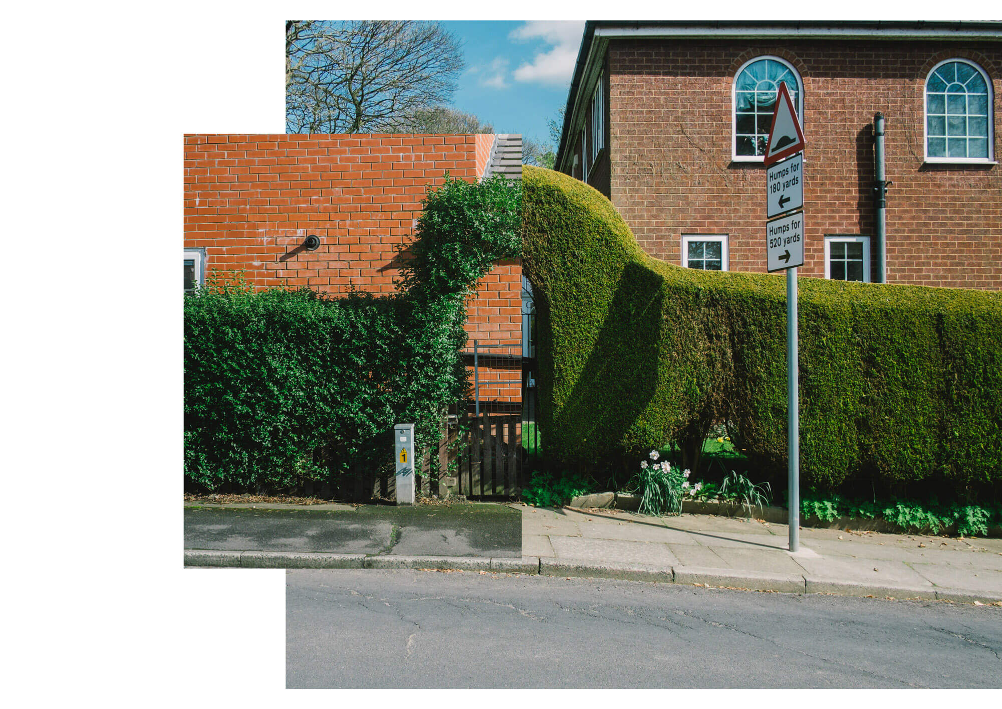 a collage of a hedge