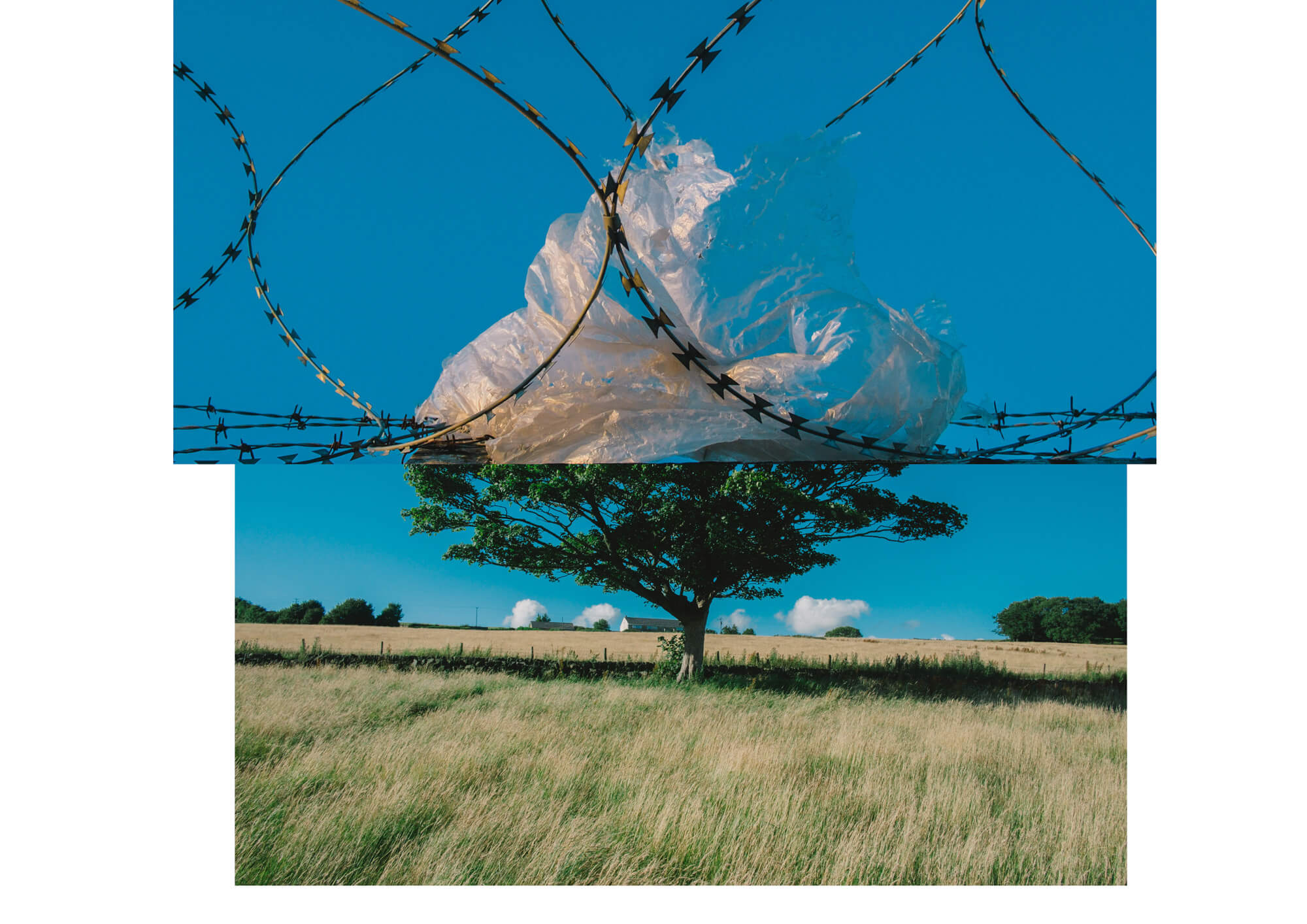 a collage of razor wire and a bush