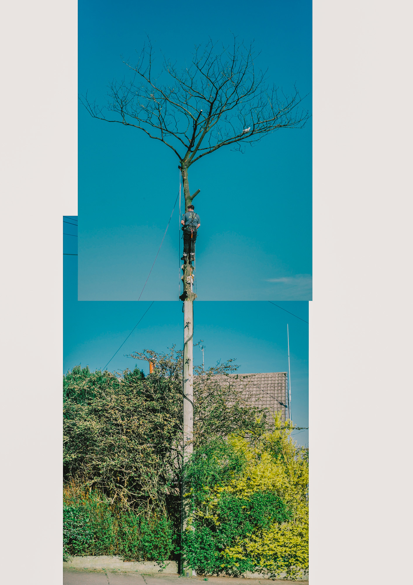 a collage of a tree trunk