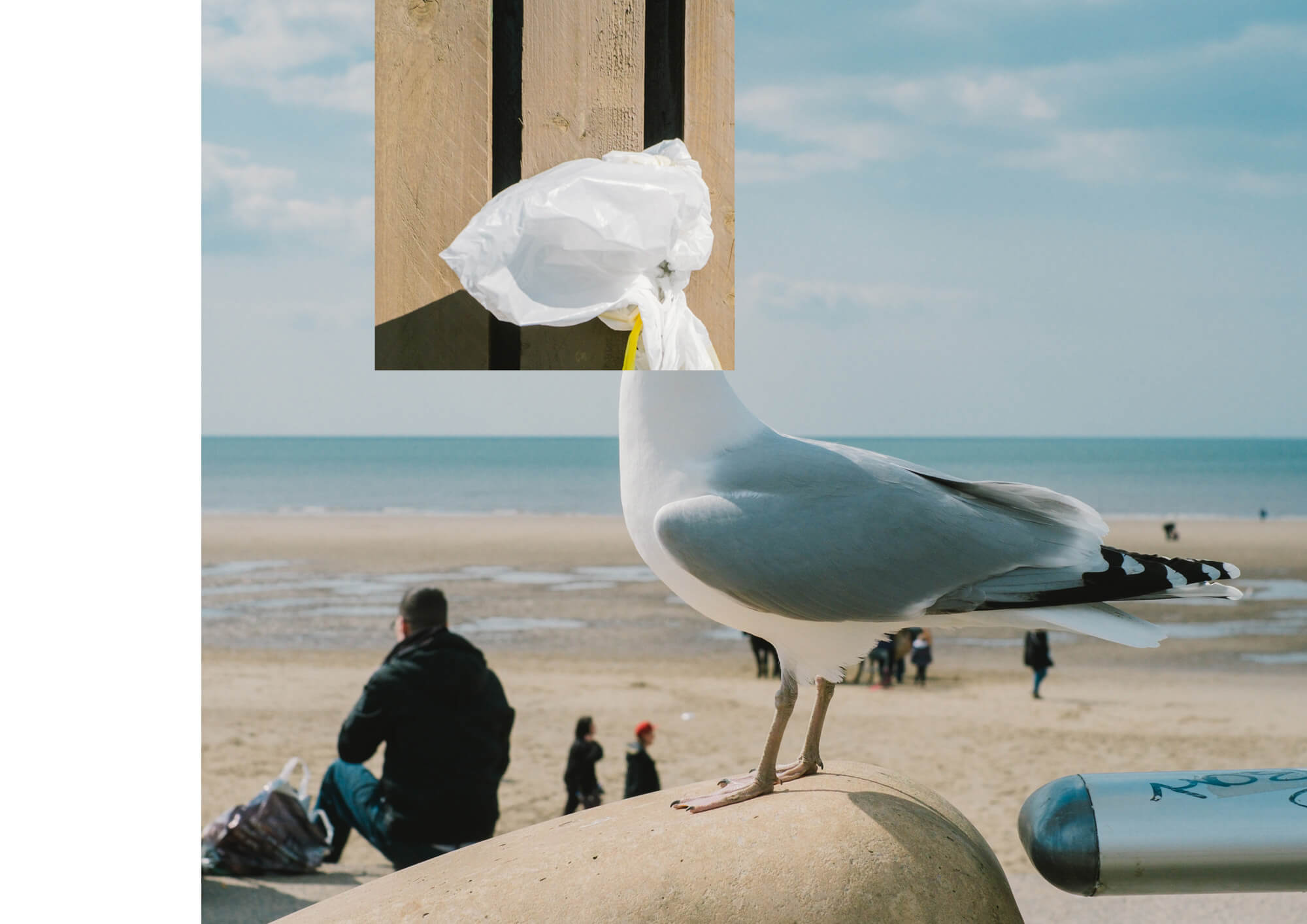 a collage of a seagull and a plastic bag