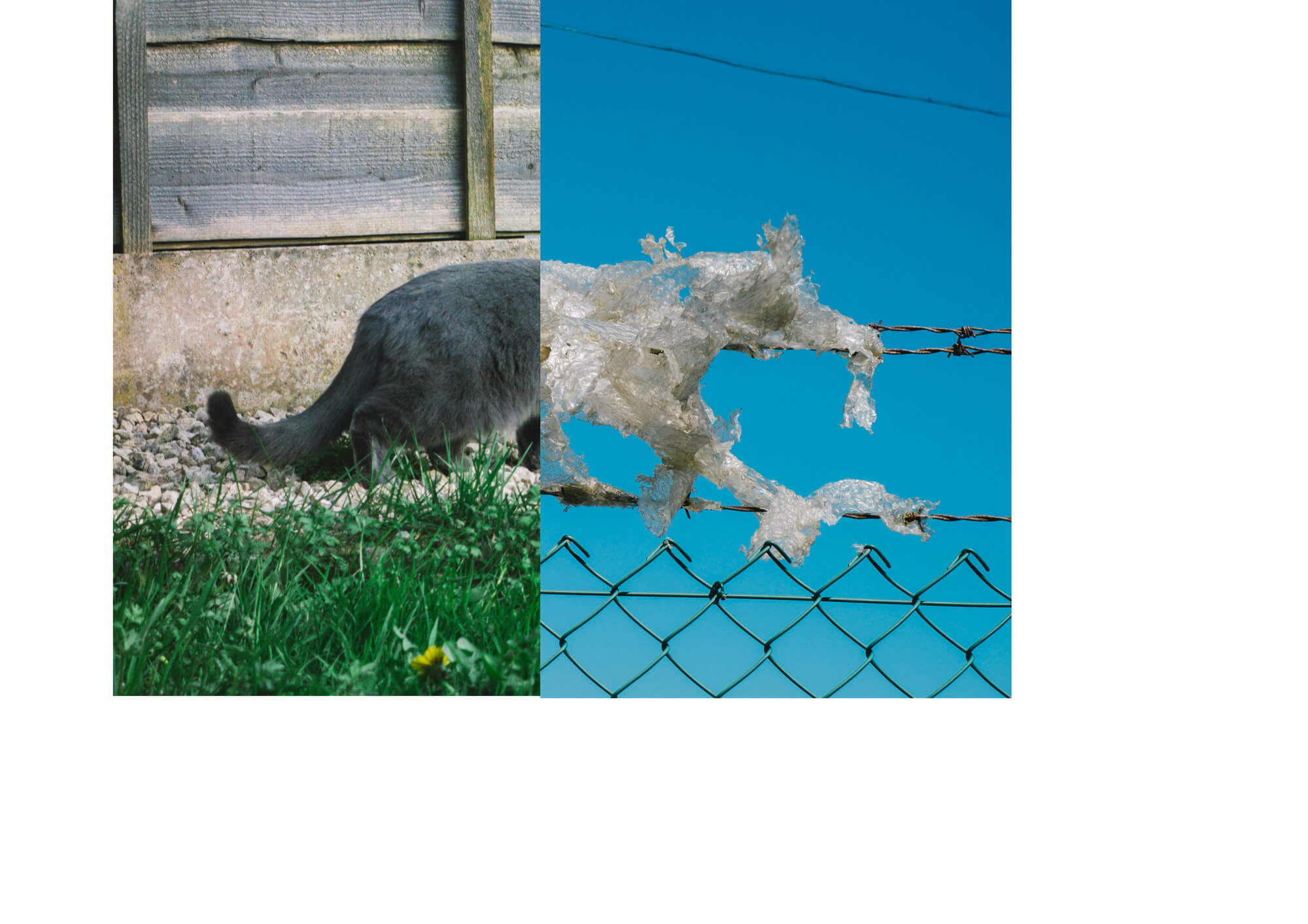 a collage of a cat and a plastic bag stuck to a fence