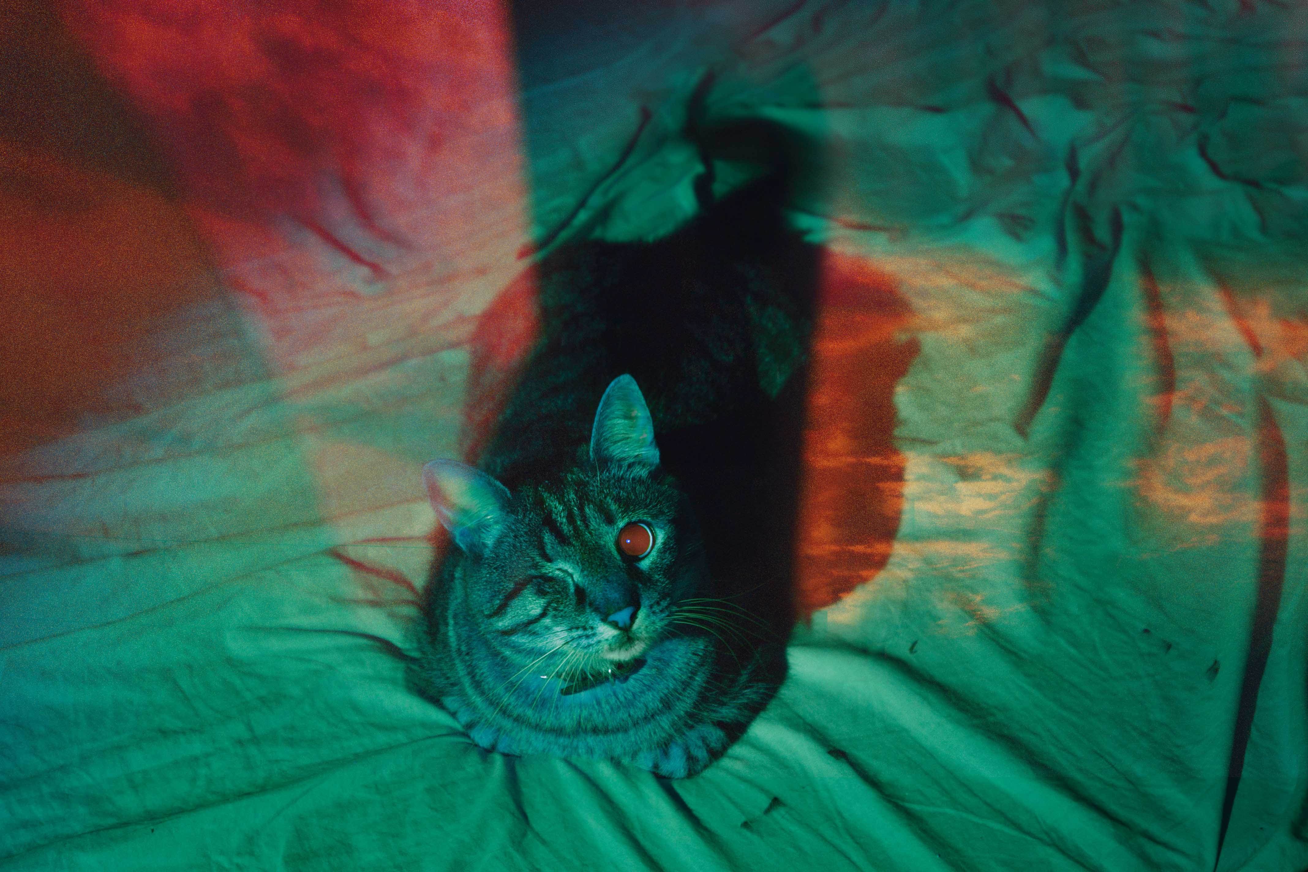 A double exposed cat.