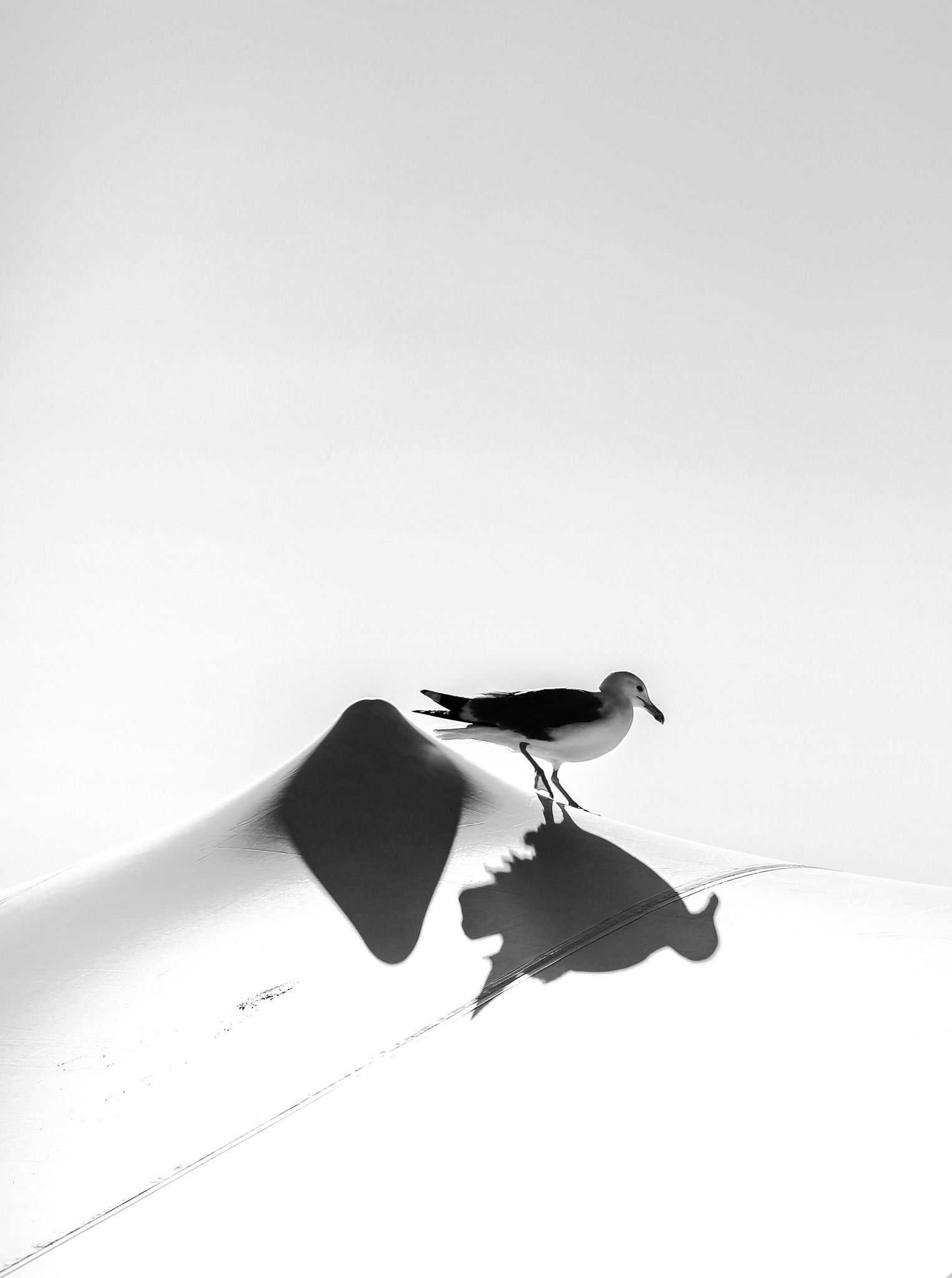a seagull in black and white
