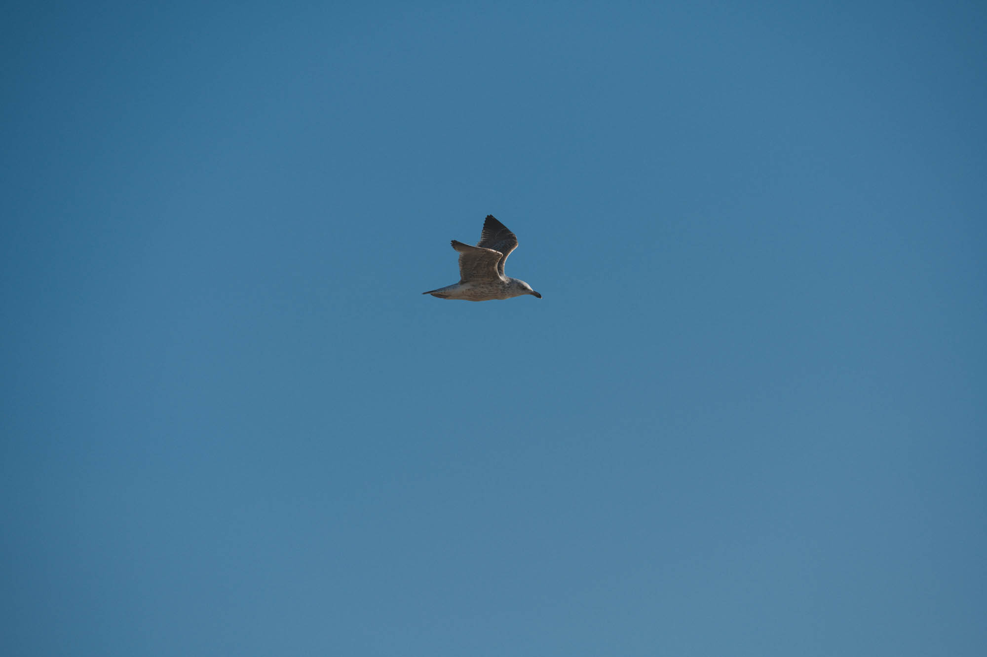 A seagull flying above Brighton, photo by Marc Read with the Nikon Z7 and Sigma 200-500mm f/2.8 EX APO DG