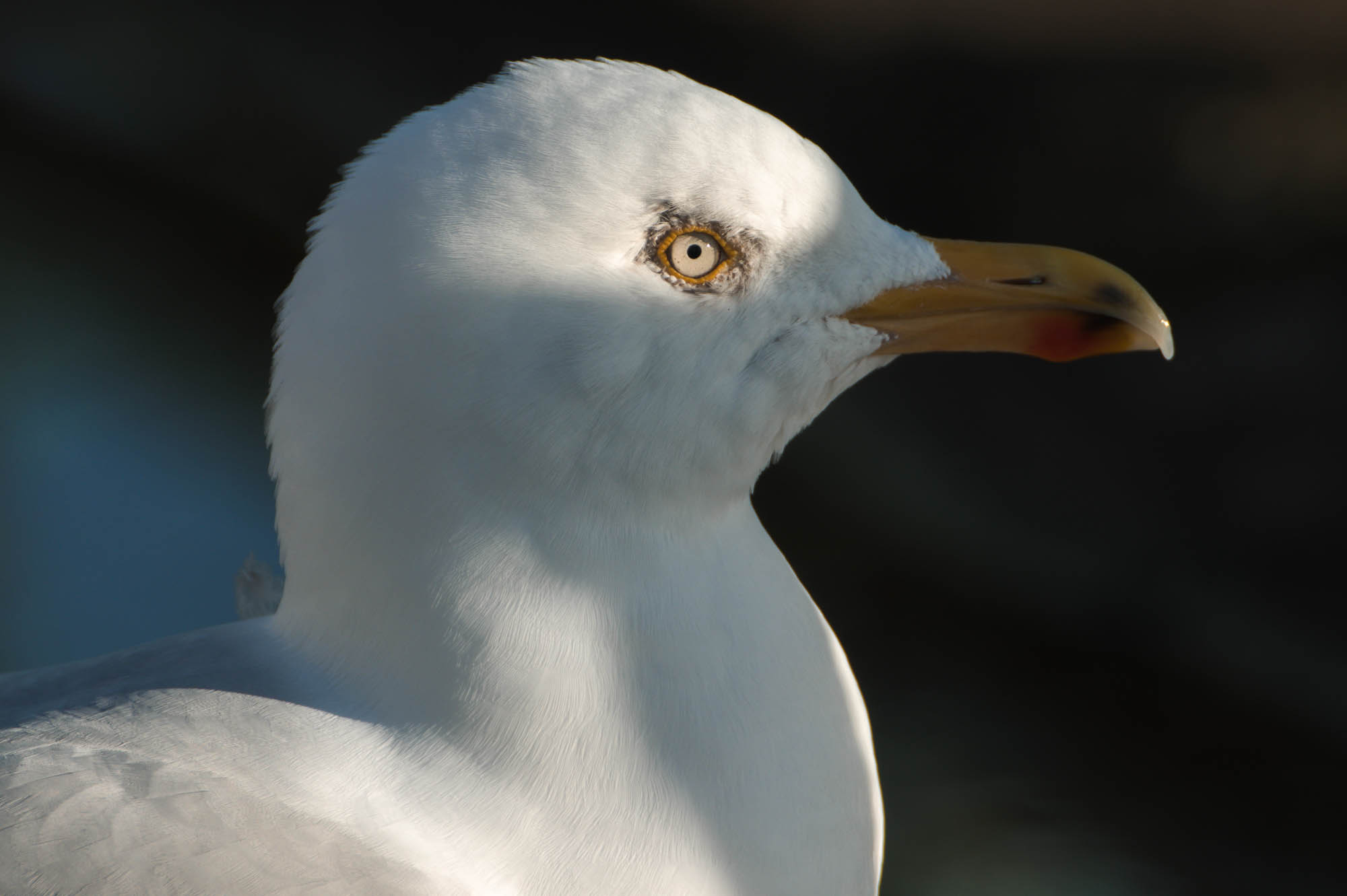 Gros plan sur la tête d'une mouette, photo prise par Marc Read avec le Nikon Z7, Sigma 200-500mm f/2.8 EX APO DG et téléconvertisseur 2x EX APO.