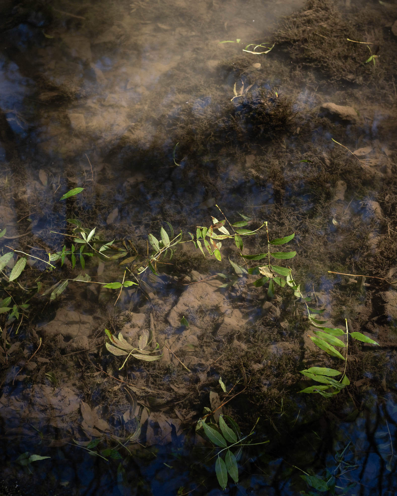 Green weeds in a shallow pool of water