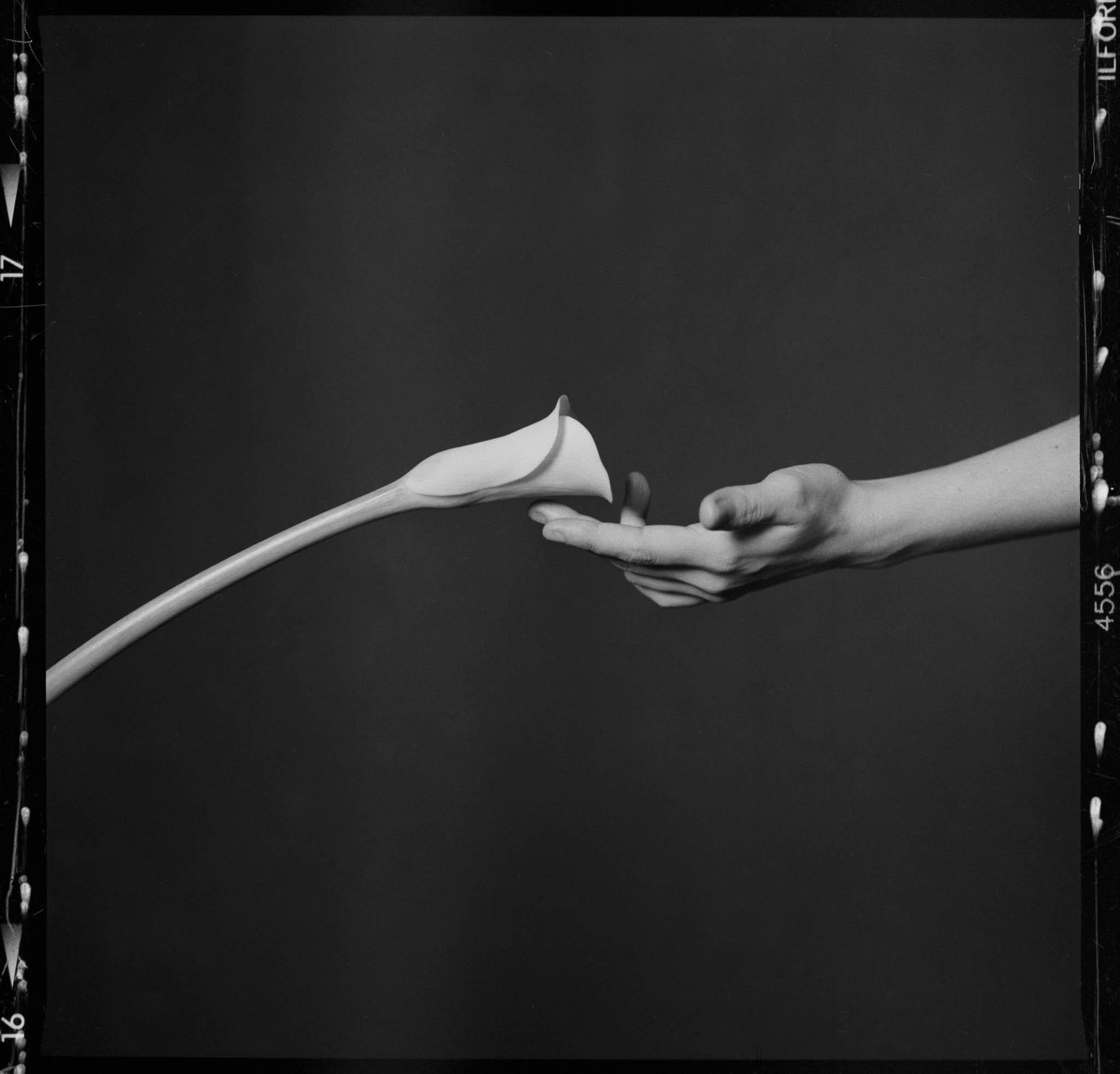 Hand subtly touching a flower