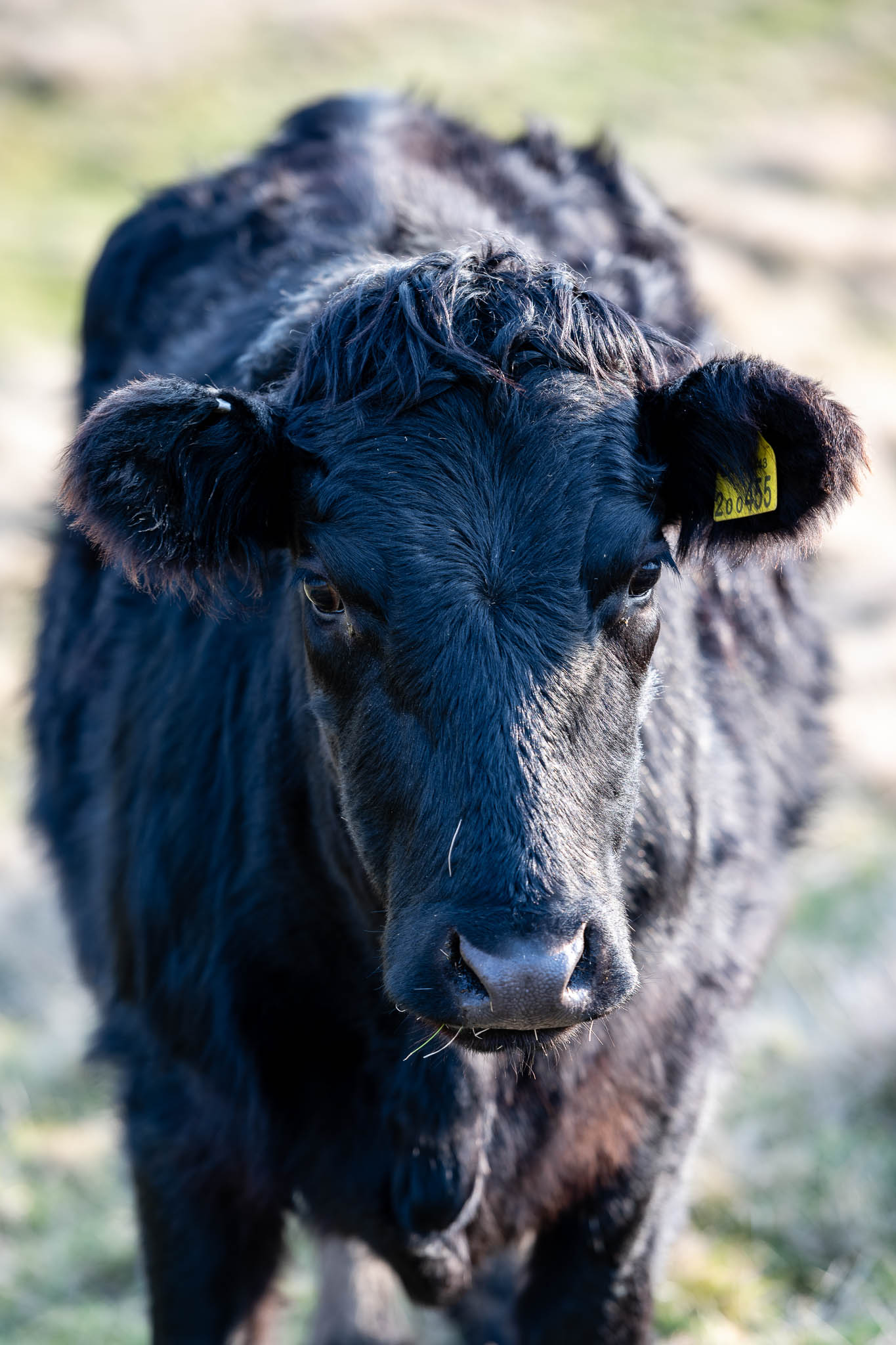 A close up portrait of a lovely cow
