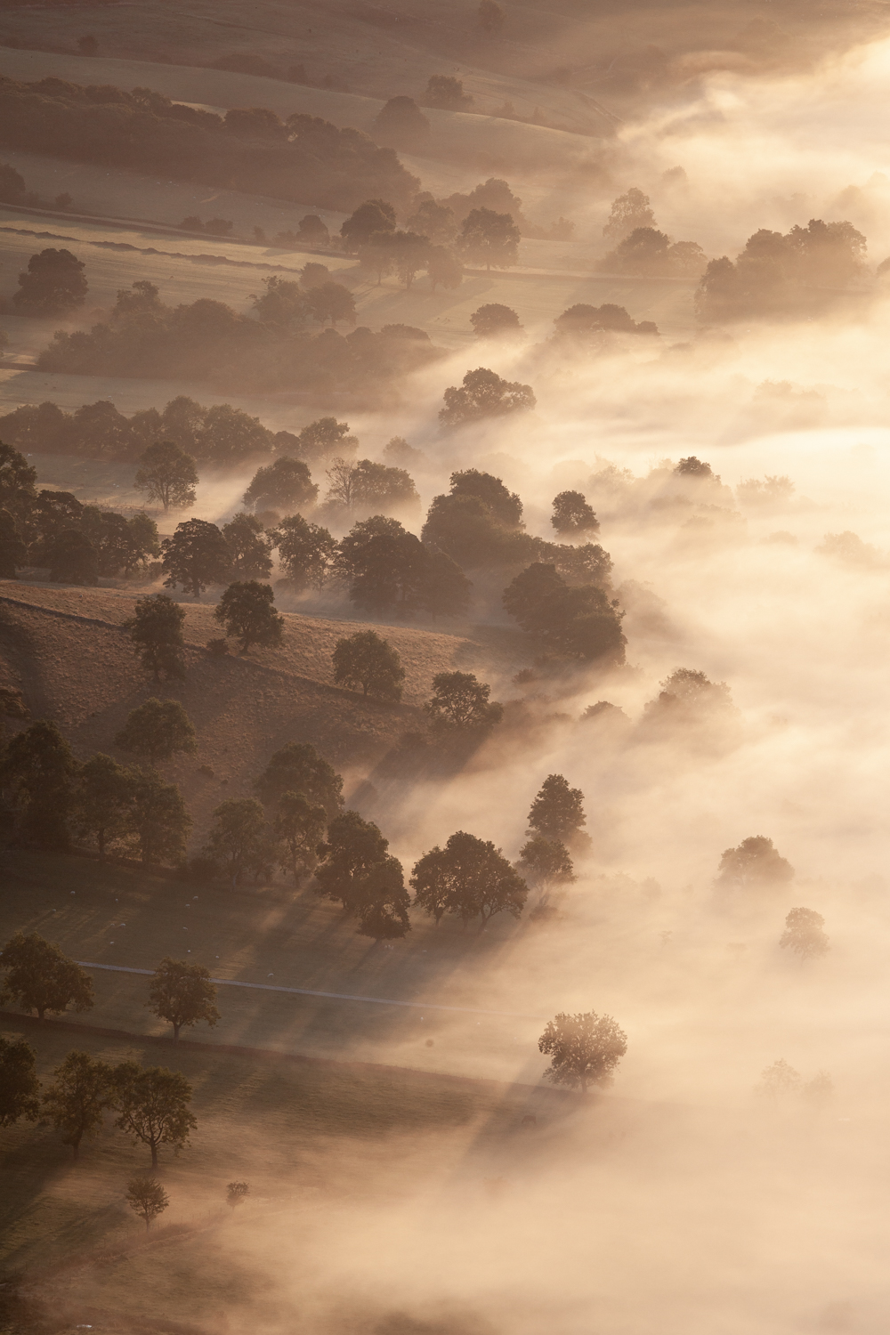 mist amongst the trees