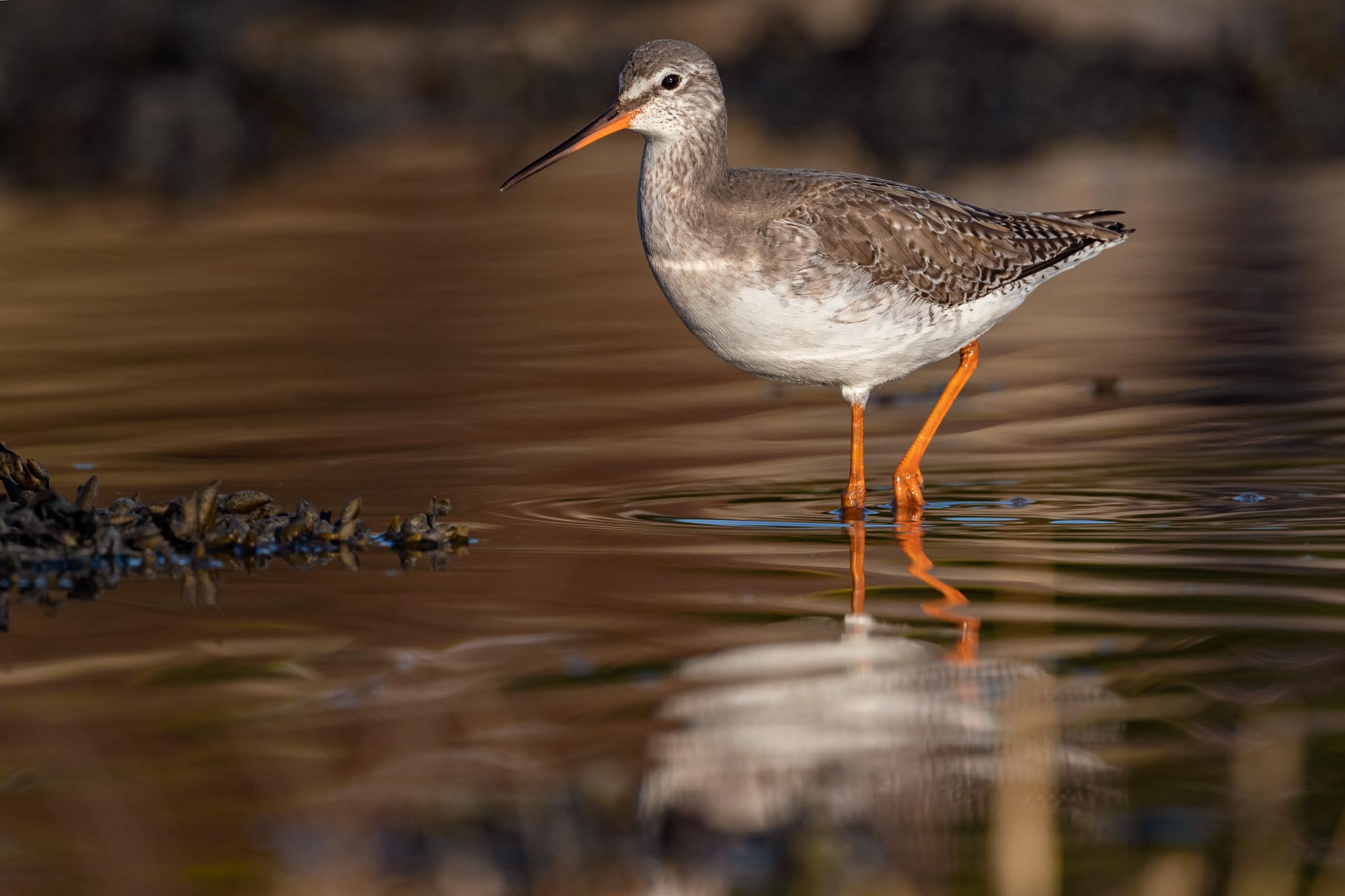 Nikon AF-S Nikkor 500mm f/5.6E PF ED_03