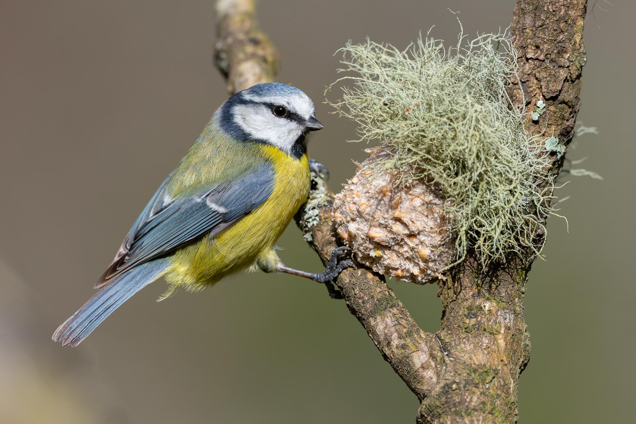 Nikon AF-S Nikkor 500mm f/5.6E PF ED_04
