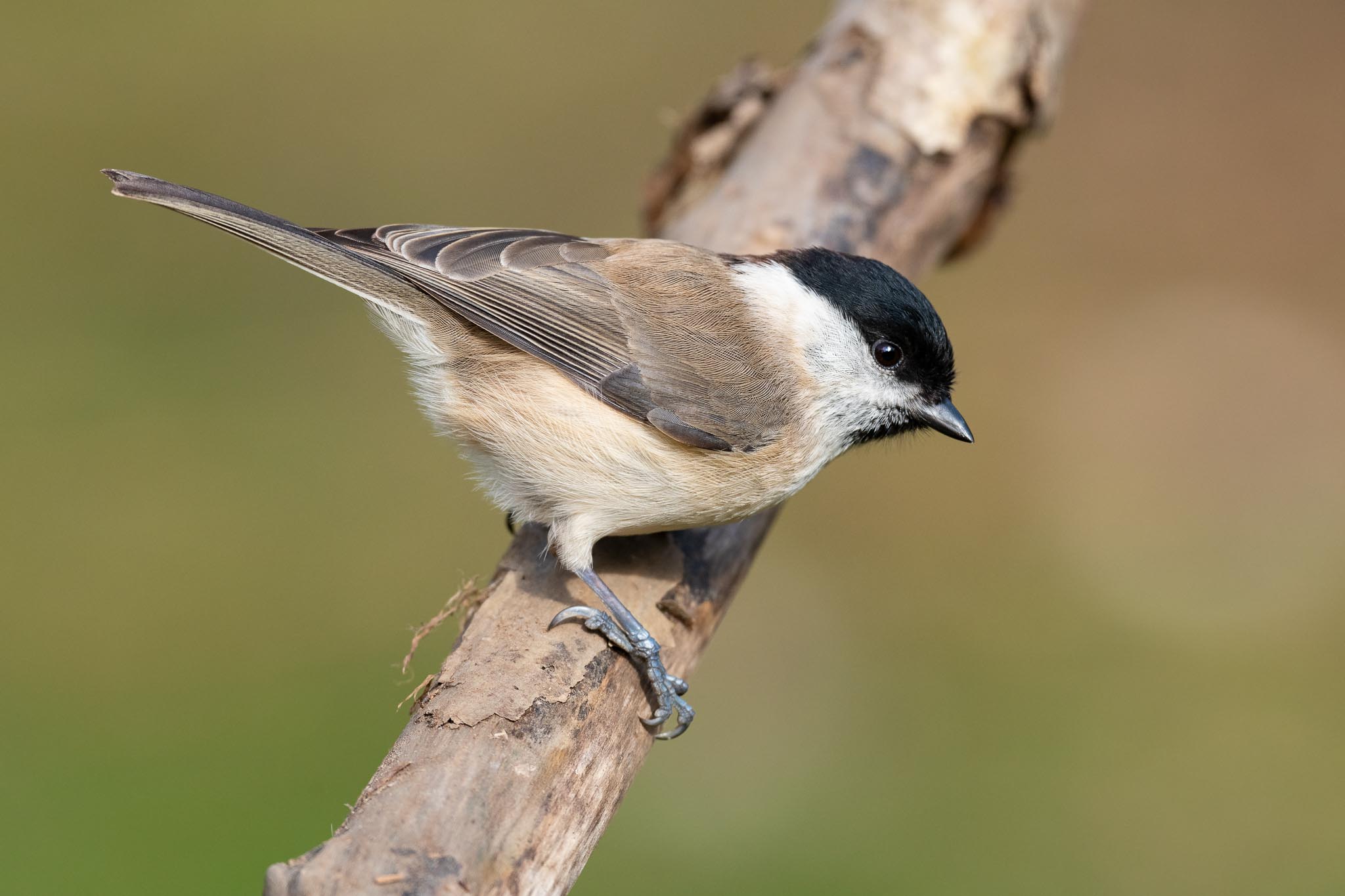 Nikon AF-S Nikkor 500mm f/5.6E PF ED_05