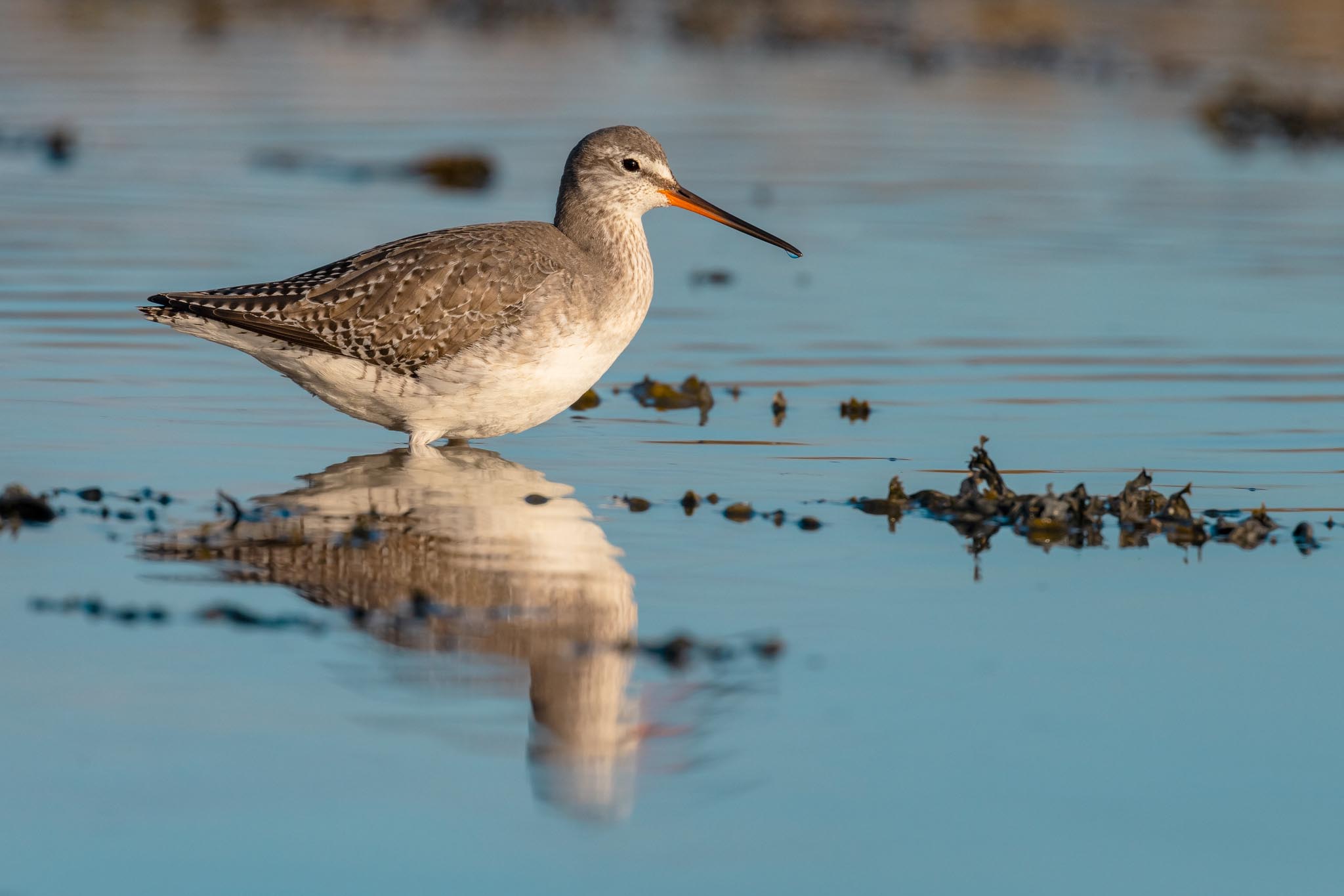Nikon AF-S Nikkor 500mm f/5.6E PF ED_07