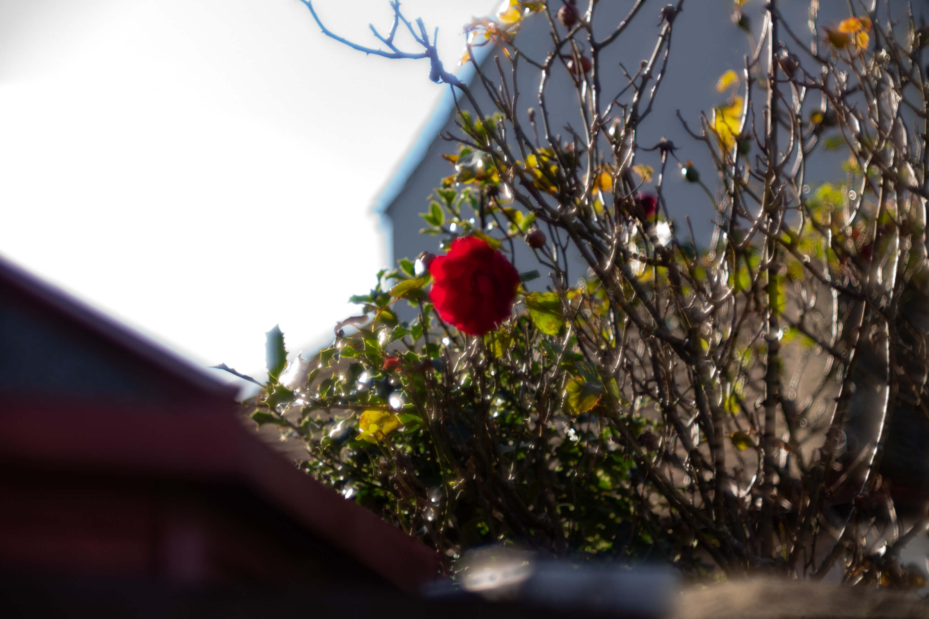 Leica Thambar 90mm f/2.2_7