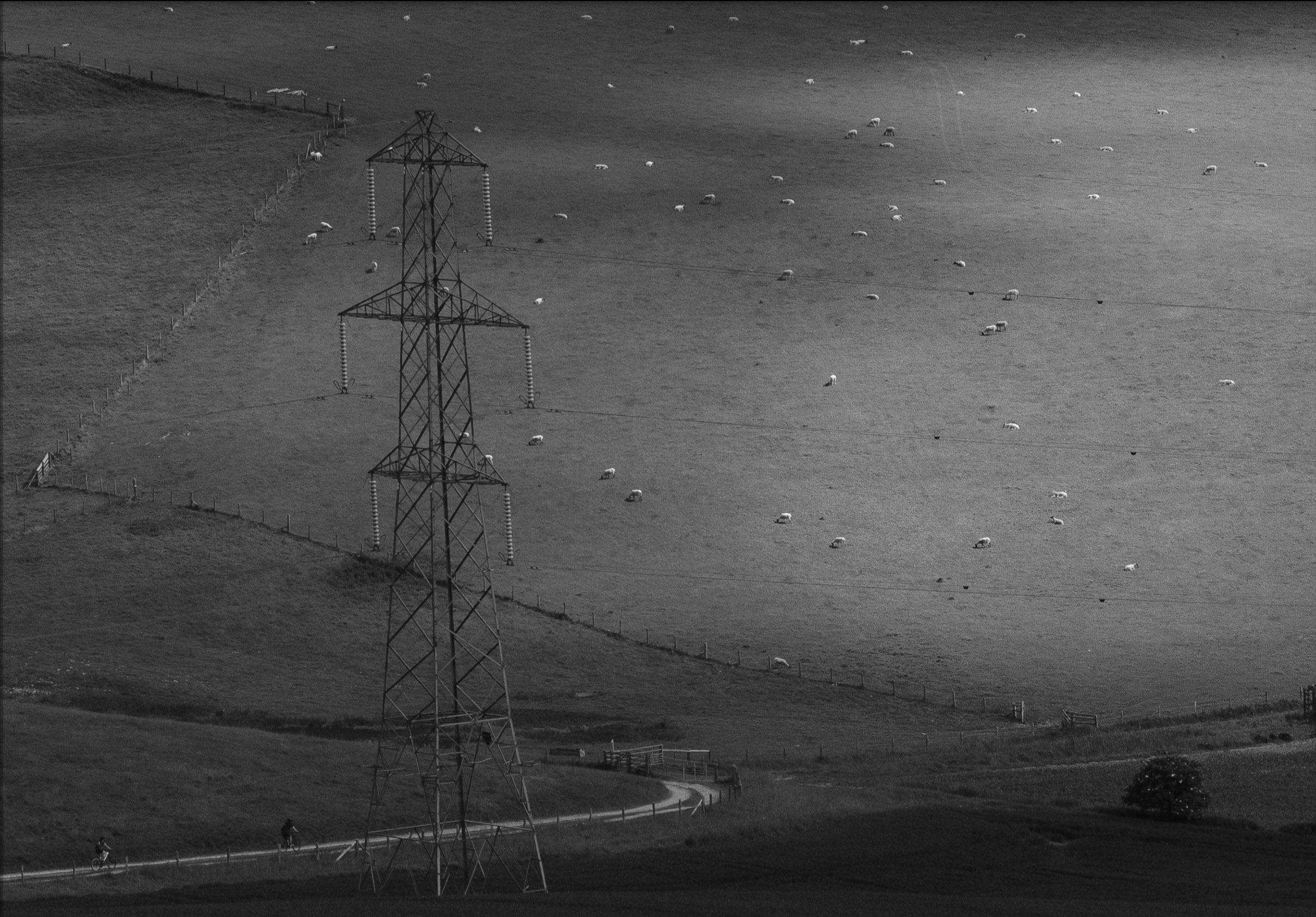 Black and white landscape of power line tower overlooking a field of sheep. Shot with Fuji GFX100.
