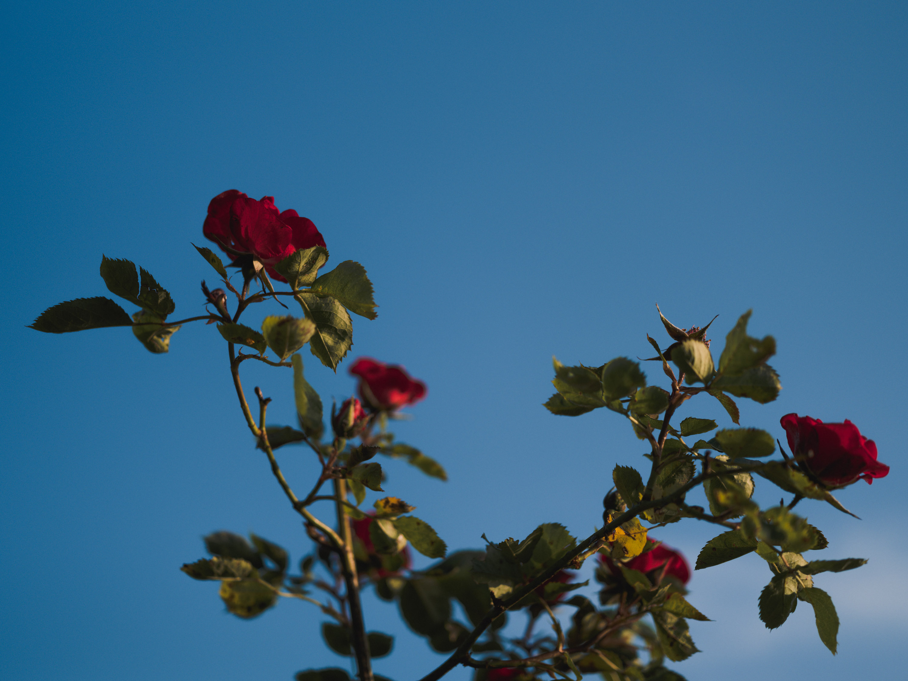 Flower petals with a blue sky background. Shot with Fujifilm GFX100